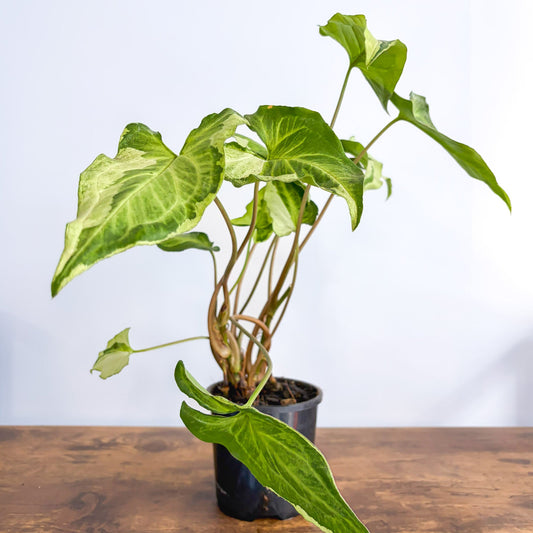 Syngonium Three Kings | The Plant Boys