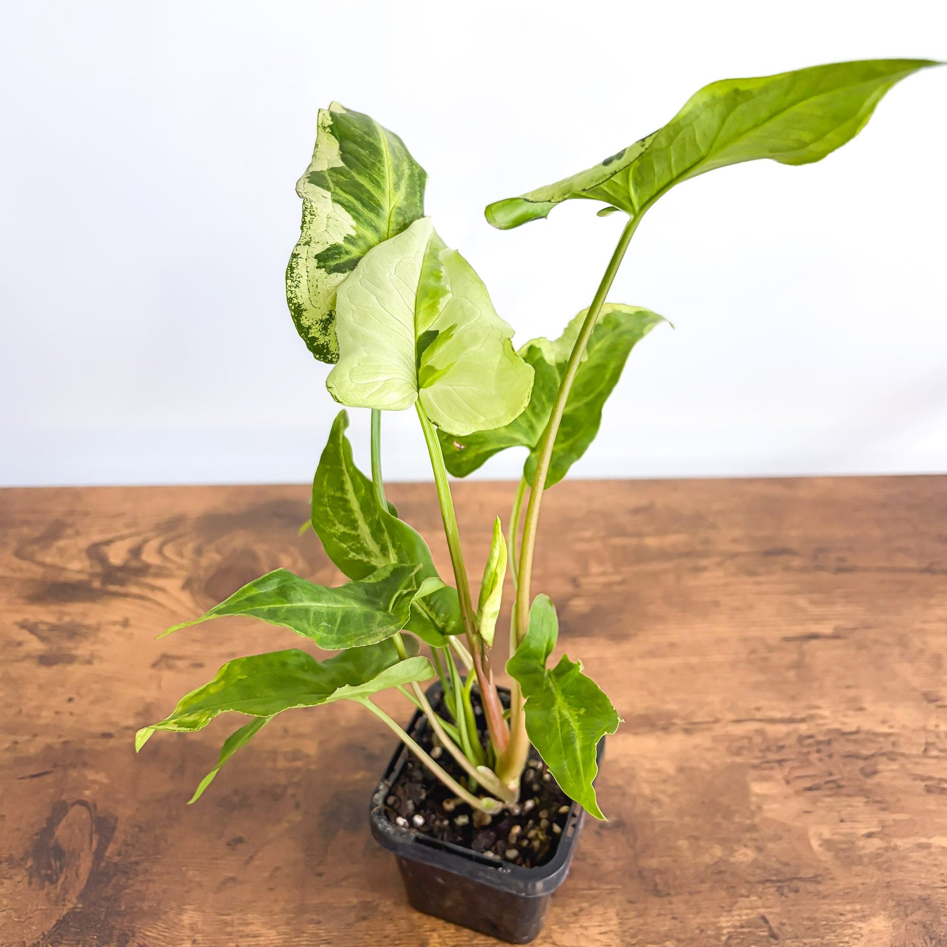 Syngonium Three Kings | The Plant Boys