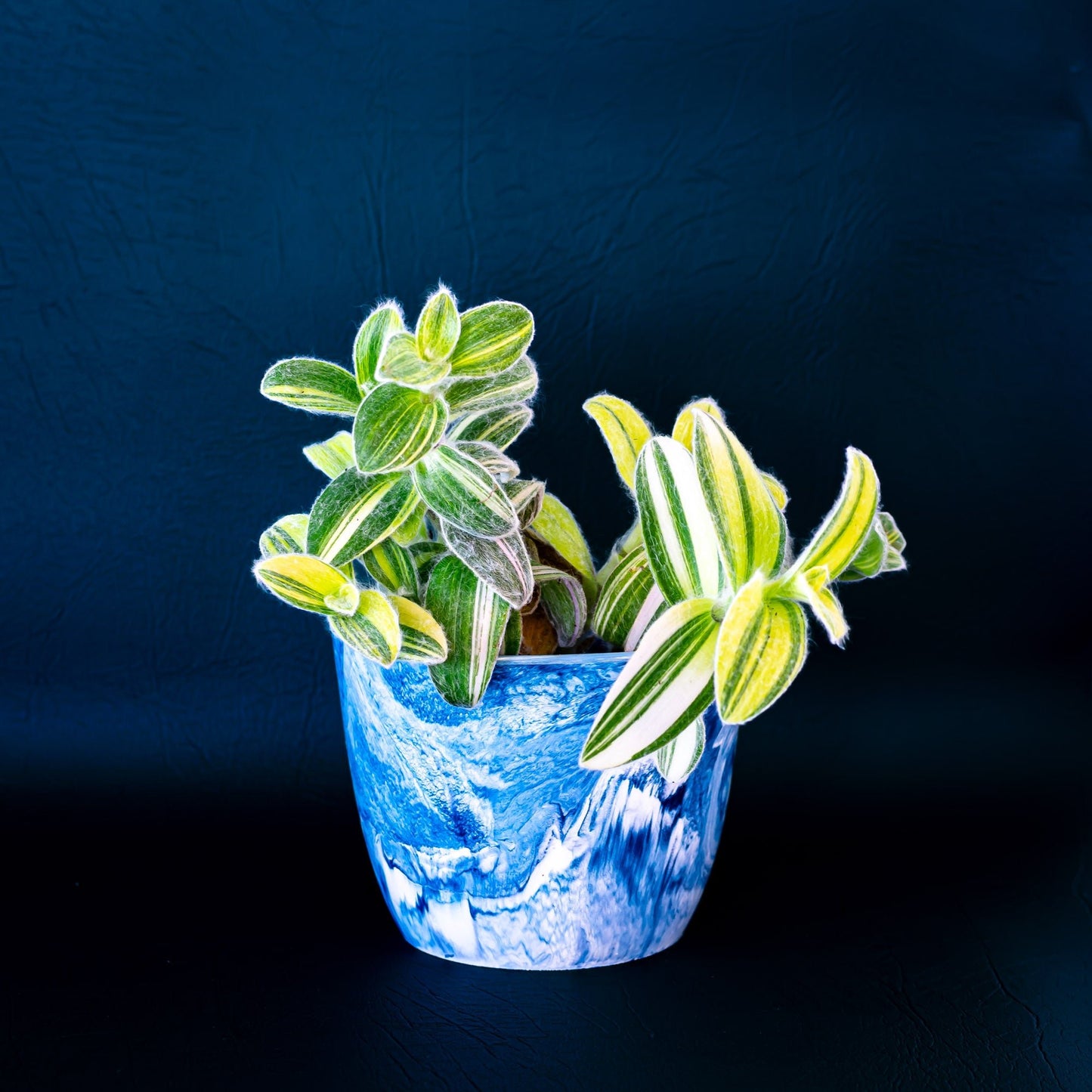 Marble Shizen Pot | The Plant Boys