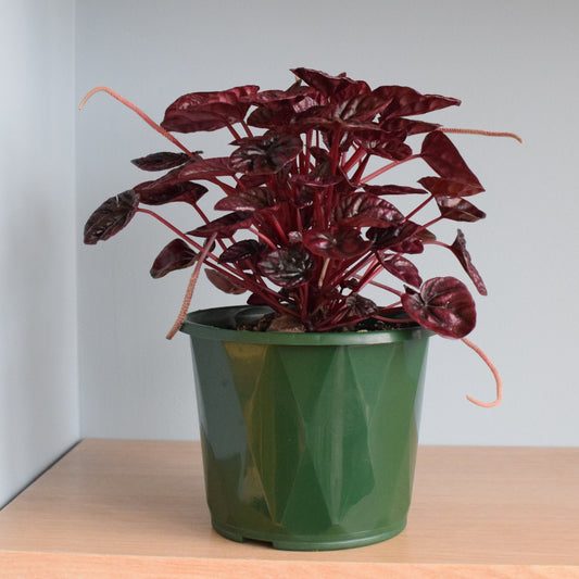 Peperomia Schumi Red | The Plant Boys