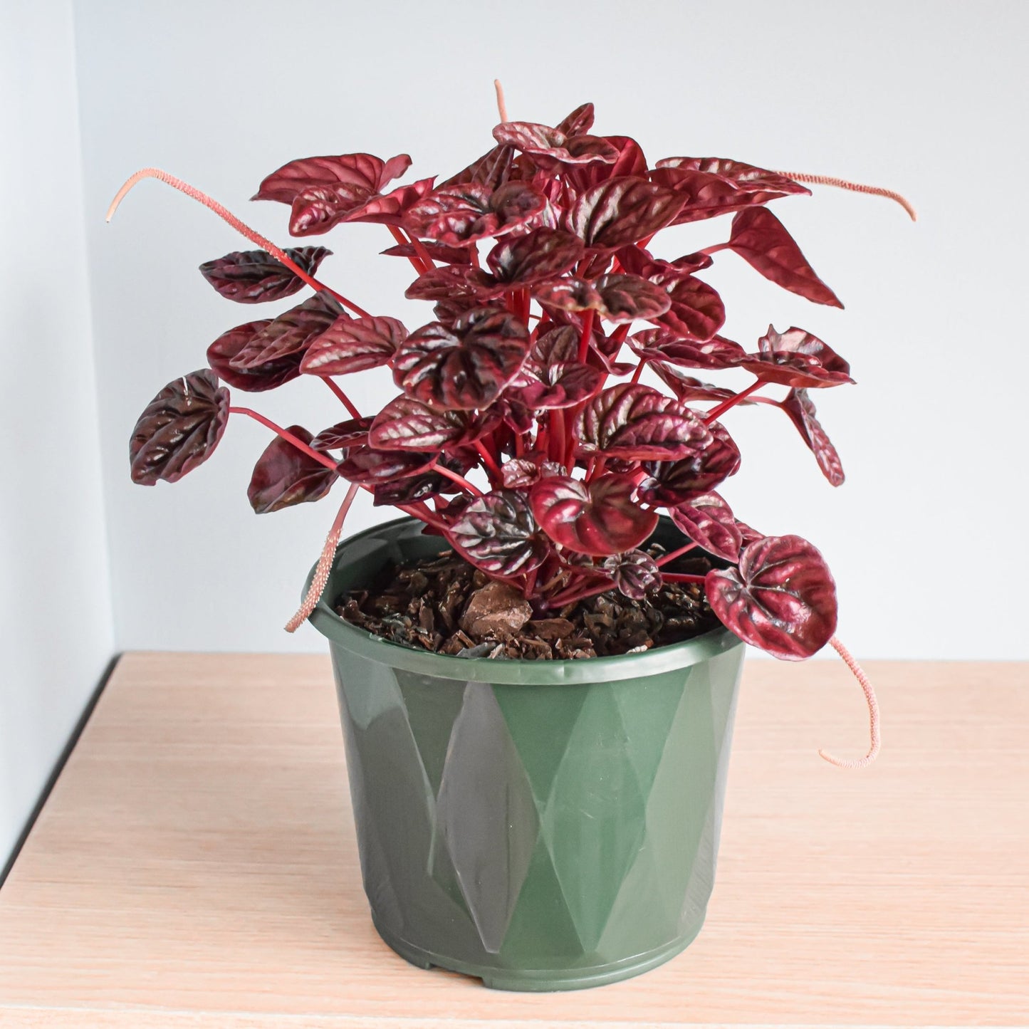 Peperomia Schumi Red | The Plant Boys