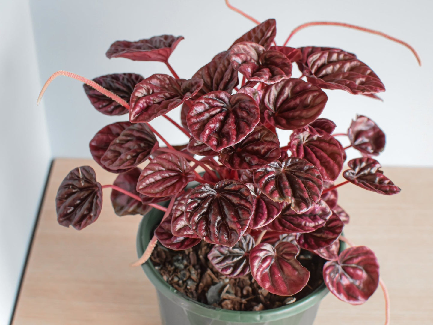 Peperomia Schumi Red | The Plant Boys