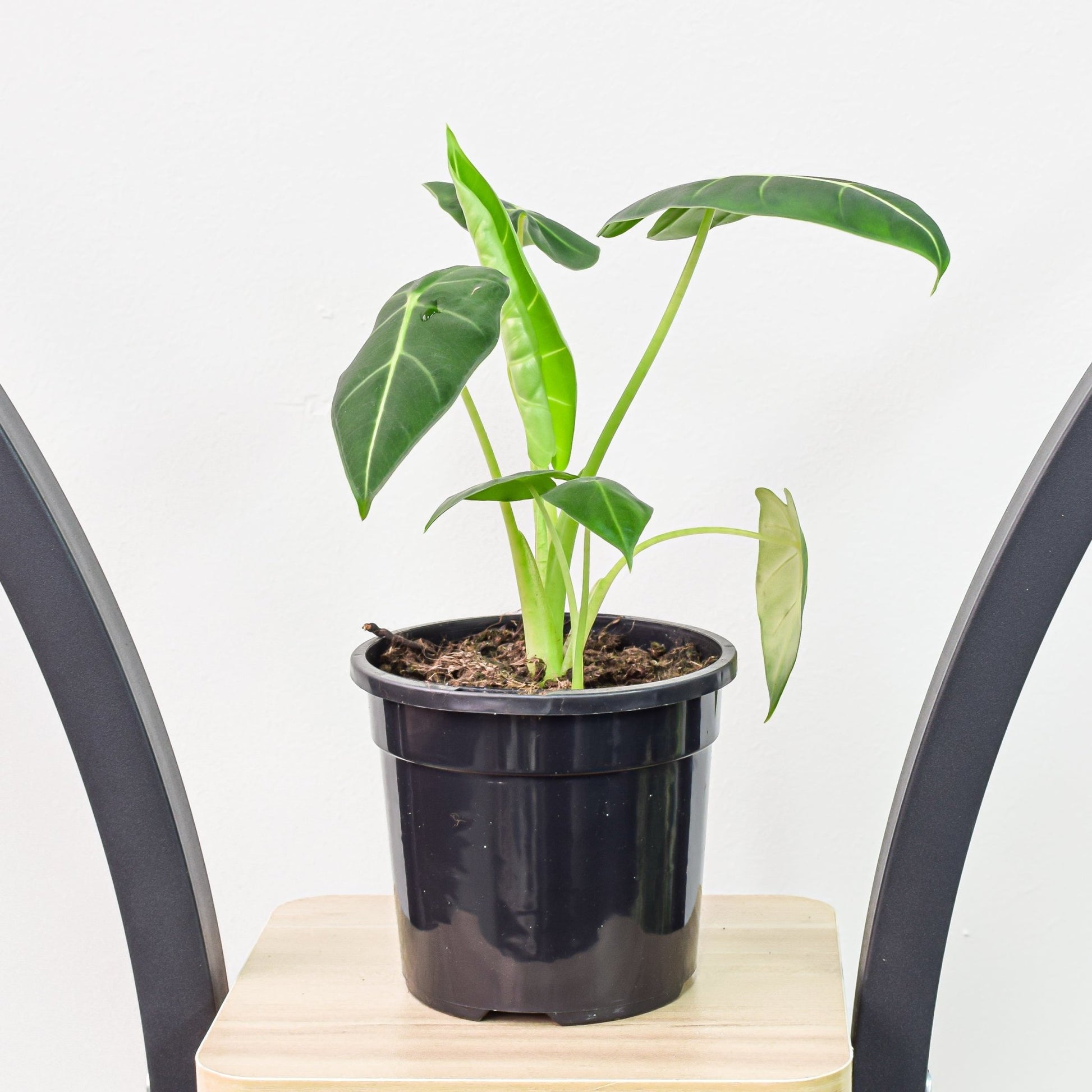 Alocasia Green Velvet | The Plant Boys