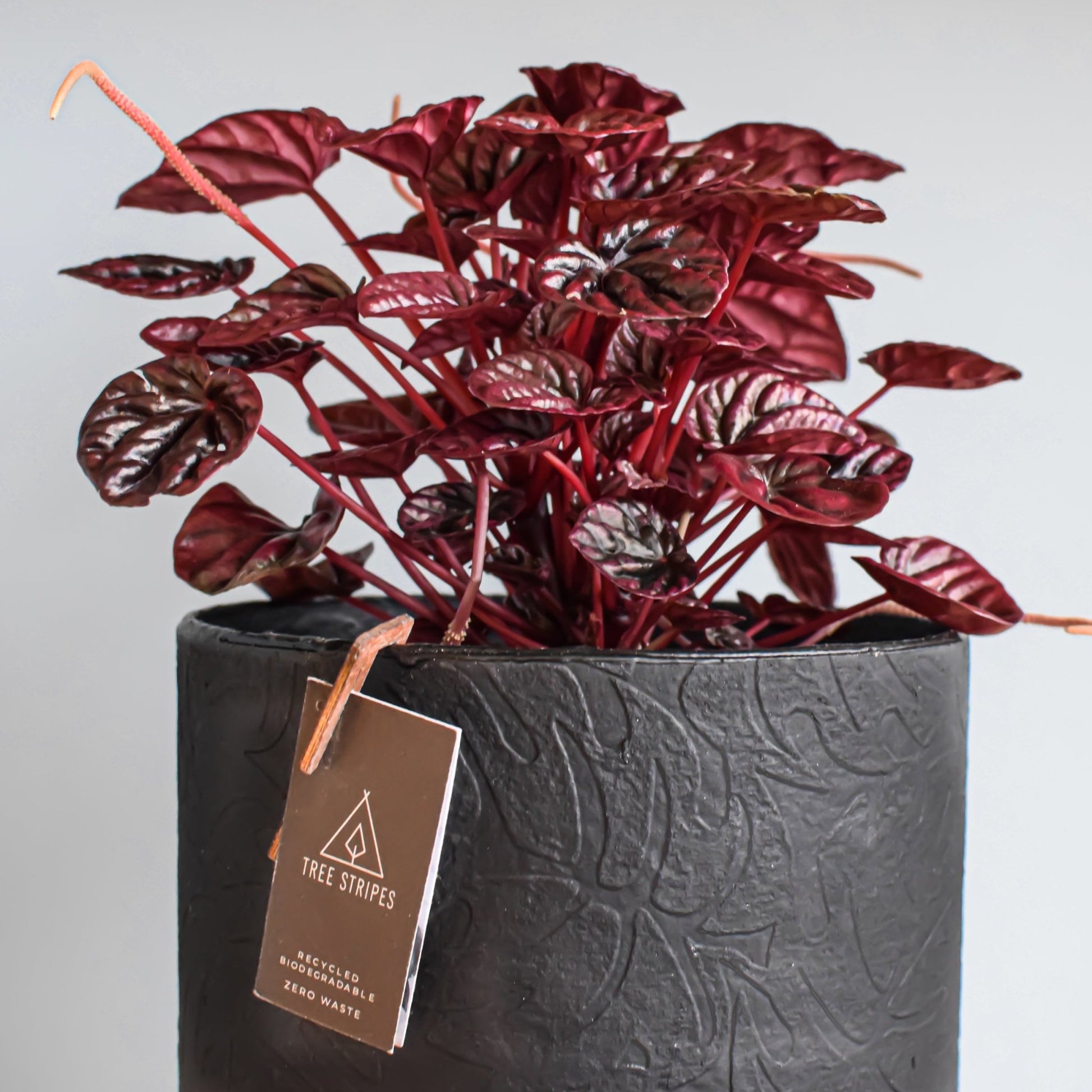 red peperomia succulent Peperomia Schumi Red – The Plant Boys