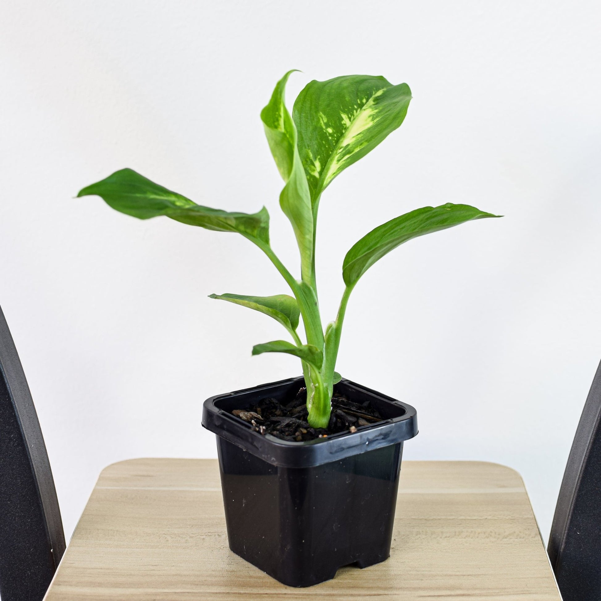 dieffenbachia compacta size Dieffenbachia Compacta – The Plant Boys