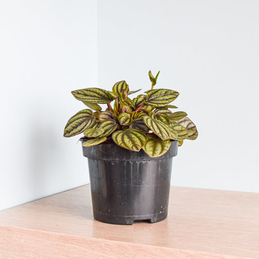 Peperomia Piccolo Banda | The Plant Boys