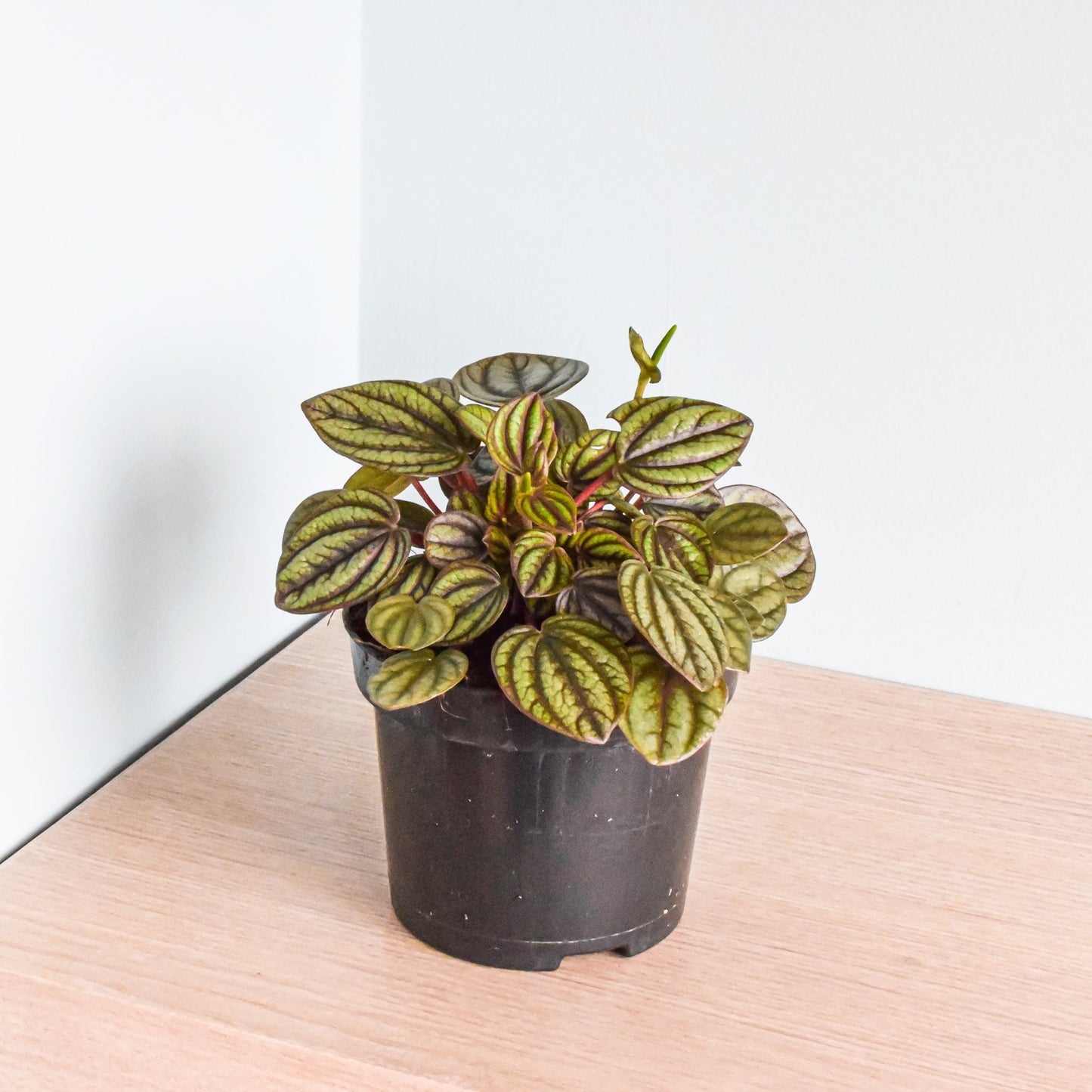 Peperomia Piccolo Banda | The Plant Boys