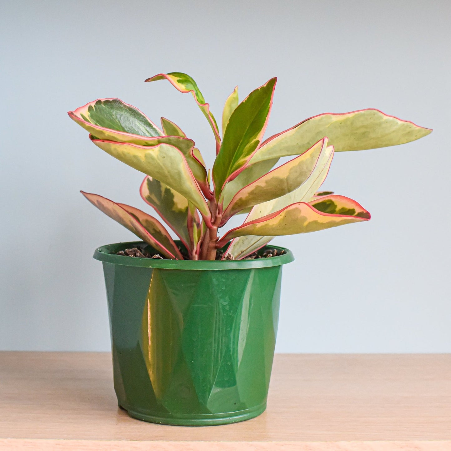 Peperomia Jelly | The Plant Boys