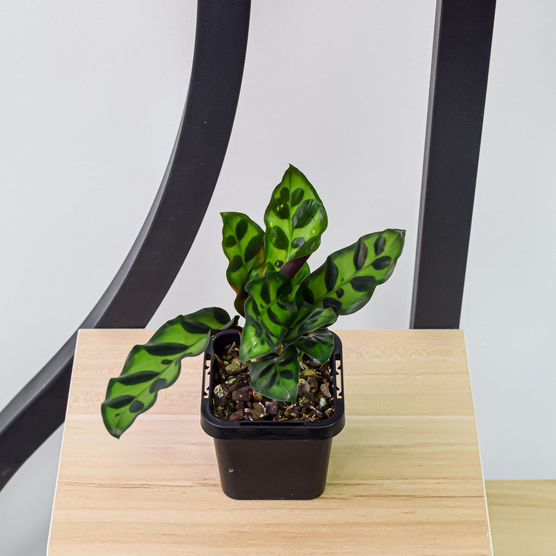 Calathea Rattlesnake | The Plant Boys