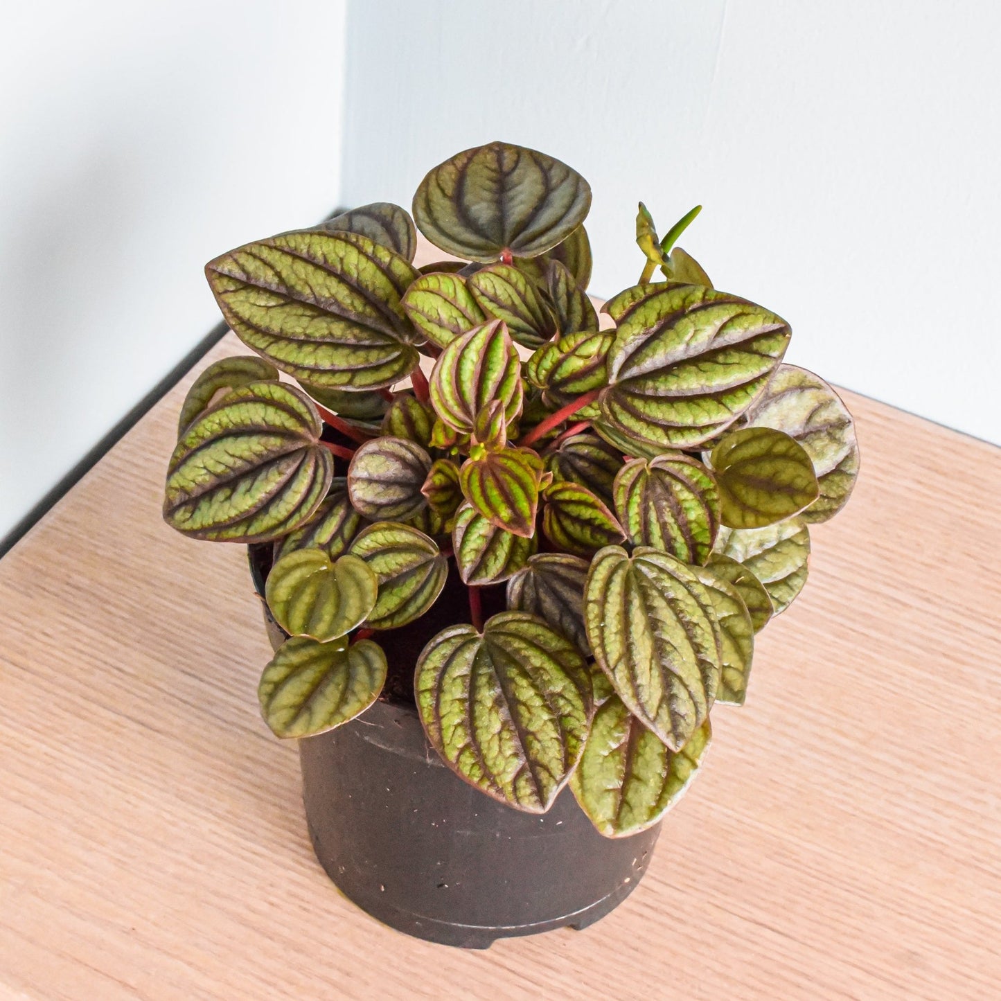 Peperomia Piccolo Banda | The Plant Boys