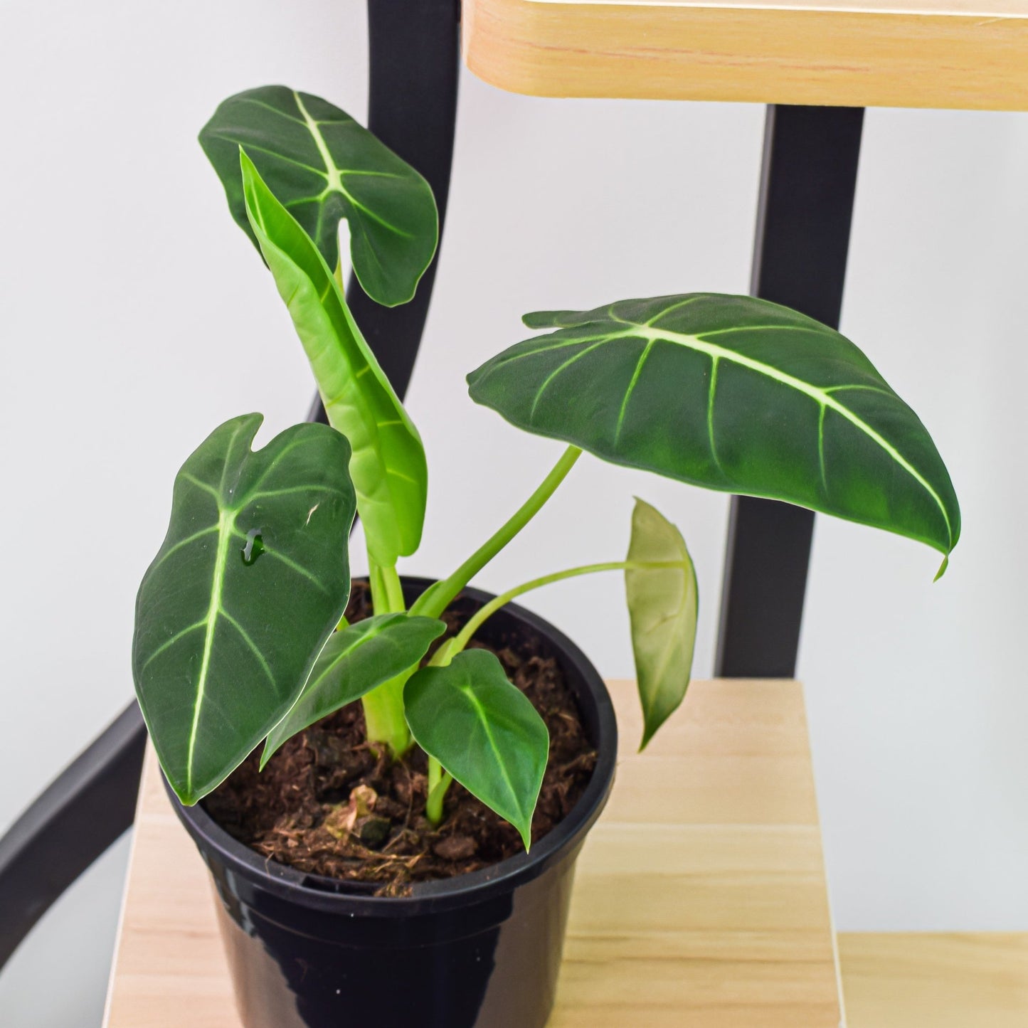 Alocasia Green Velvet | The Plant Boys