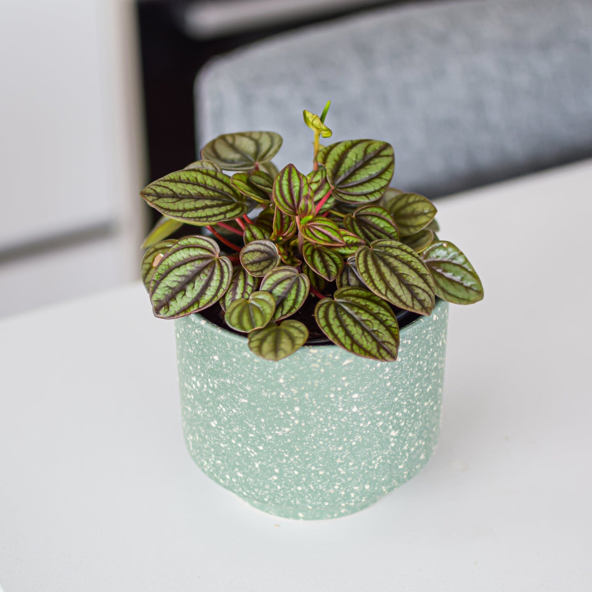 Peperomia Piccolo Banda | The Plant Boys