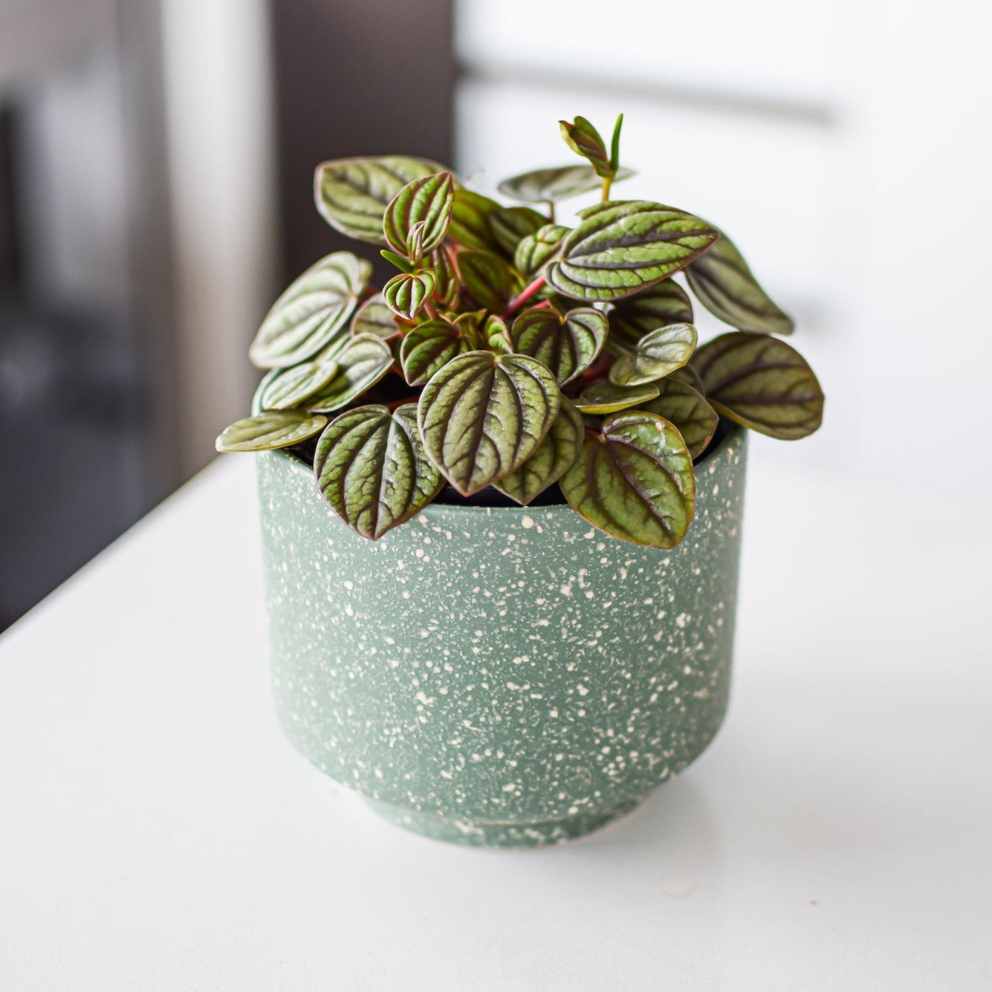 Peperomia Piccolo Banda | The Plant Boys