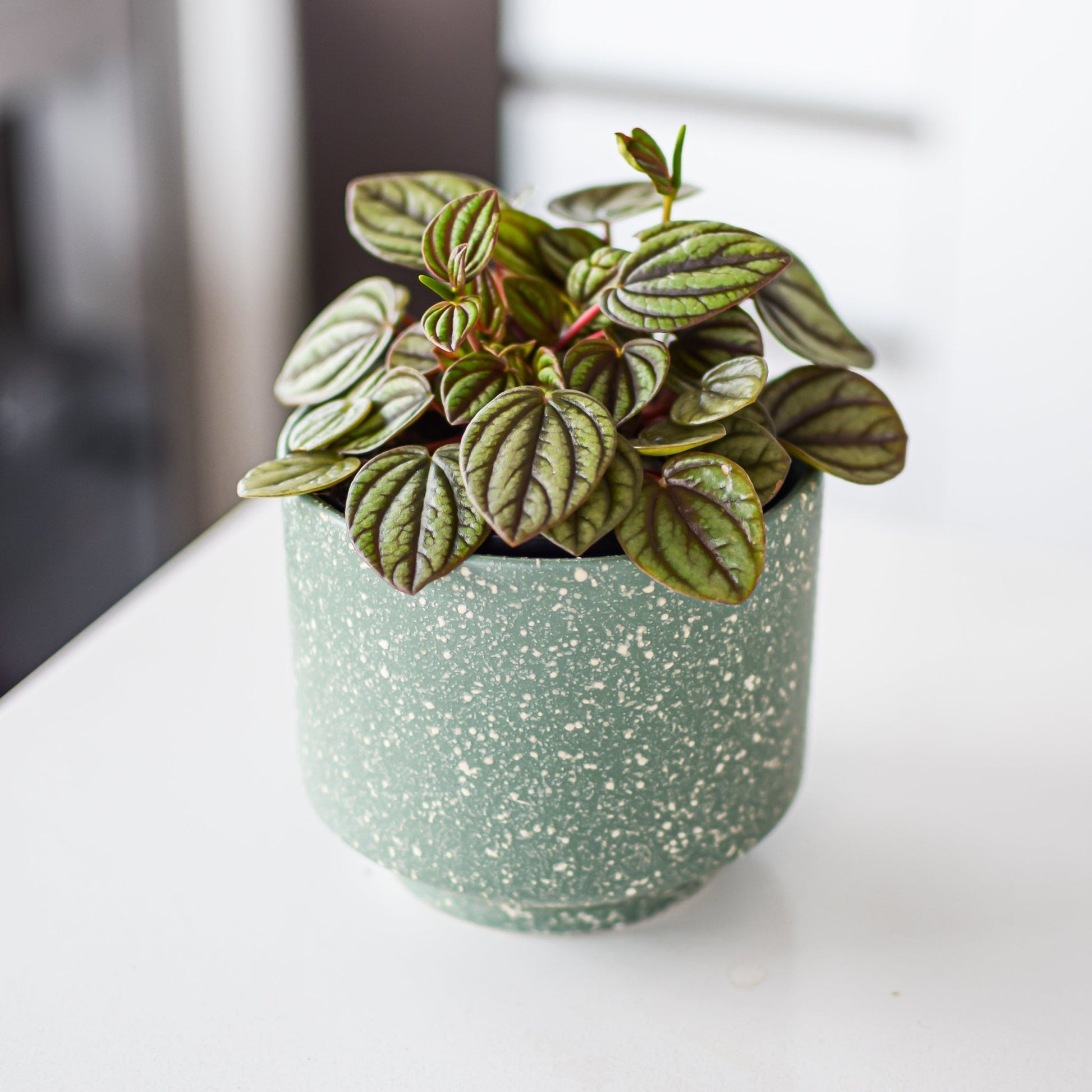 Peperomia Piccolo Banda | The Plant Boys