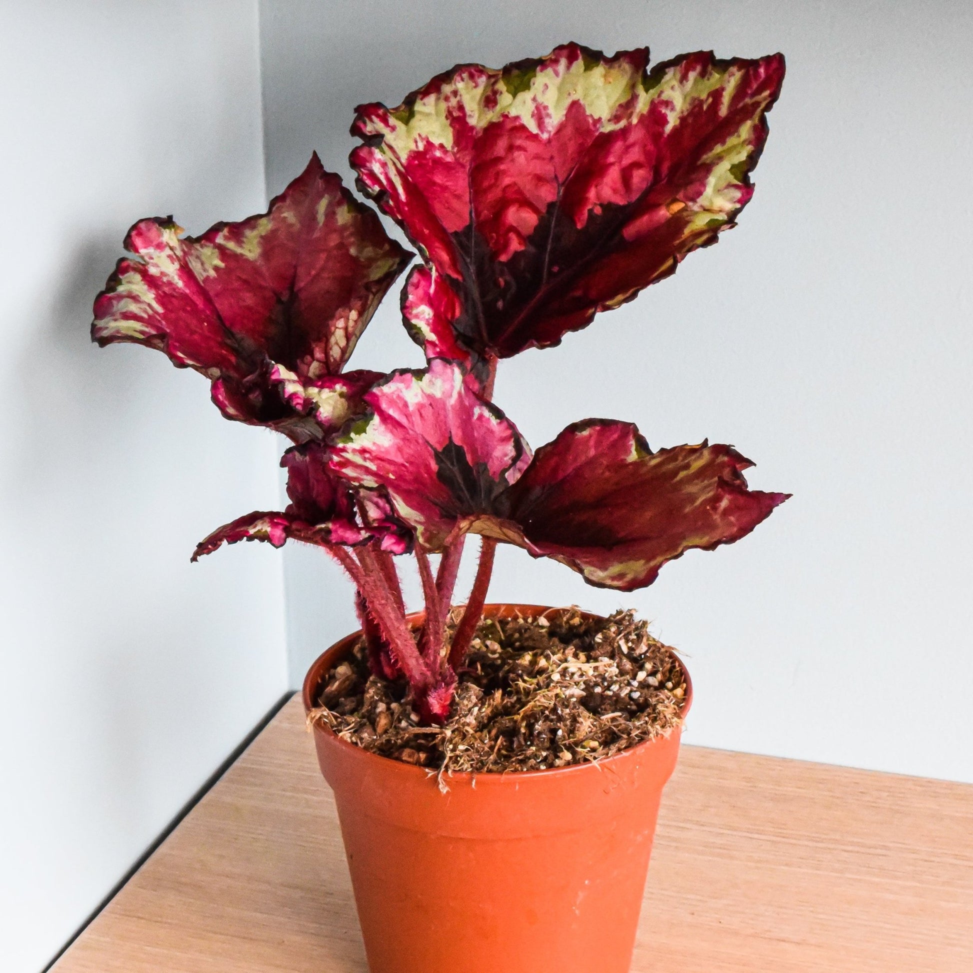 Begonia Kotobuki | The Plant Boys