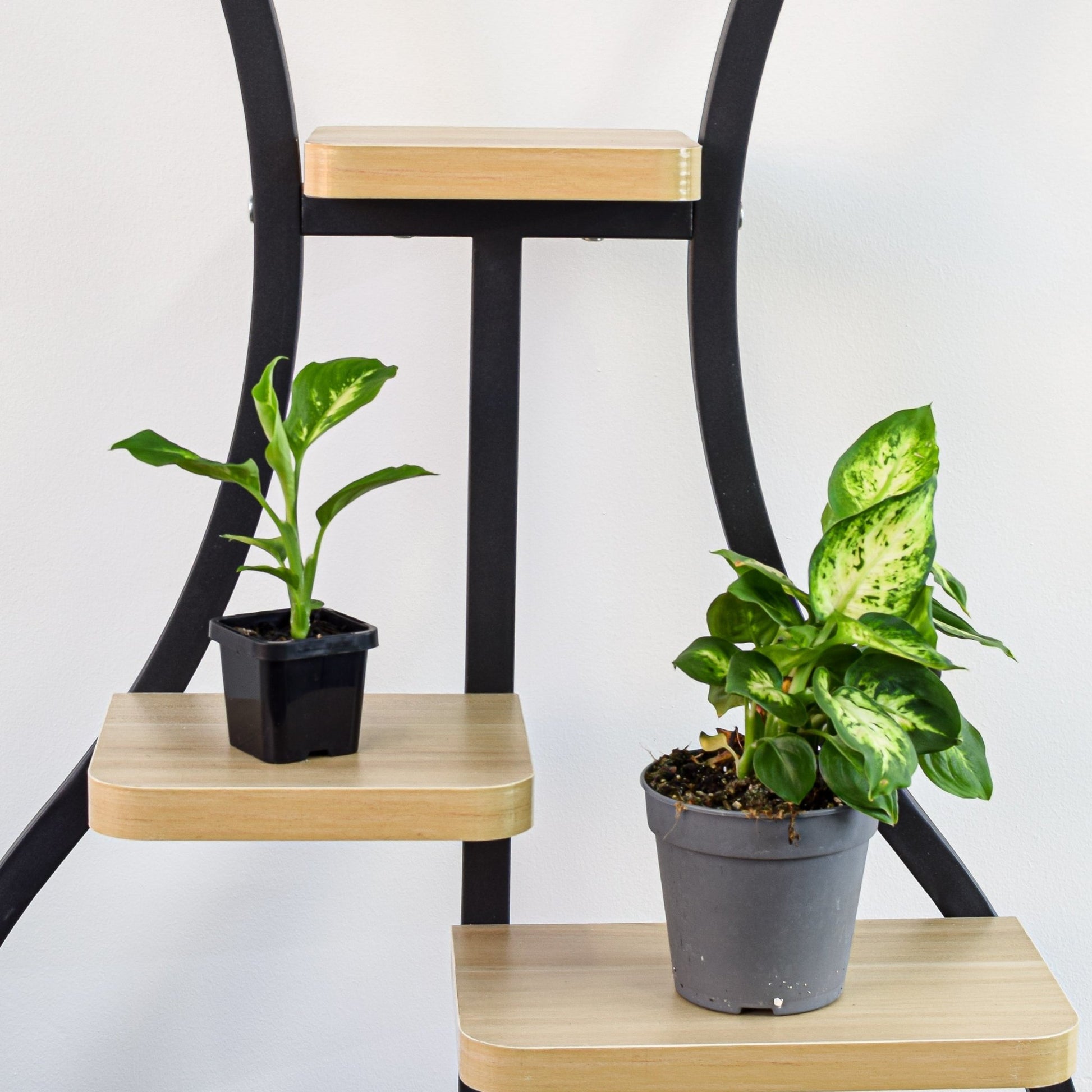 dieffenbachia sublime Dieffenbachia Compacta – The Plant Boys
