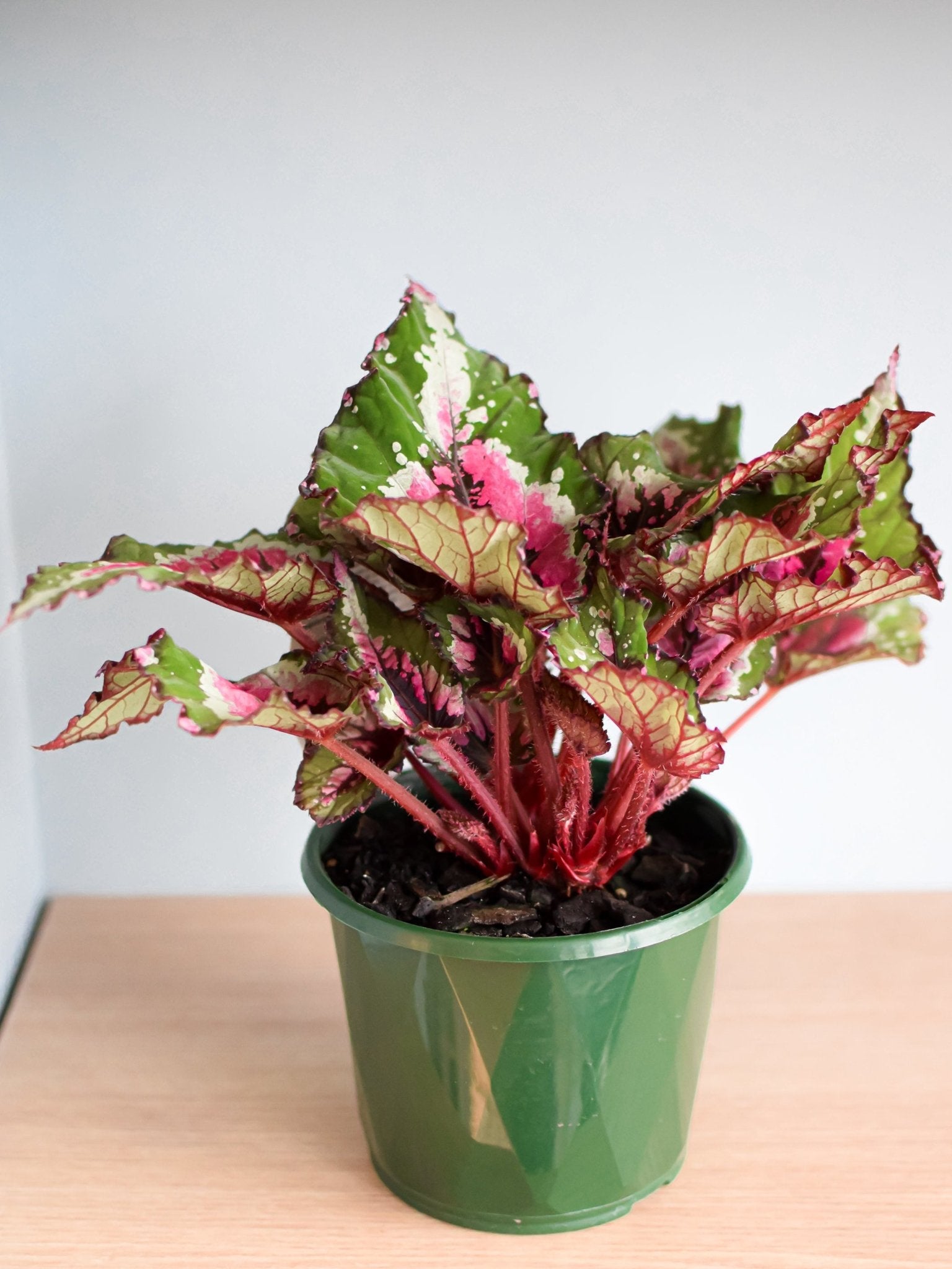 Begonia Alaskan Creek | The Plant Boys