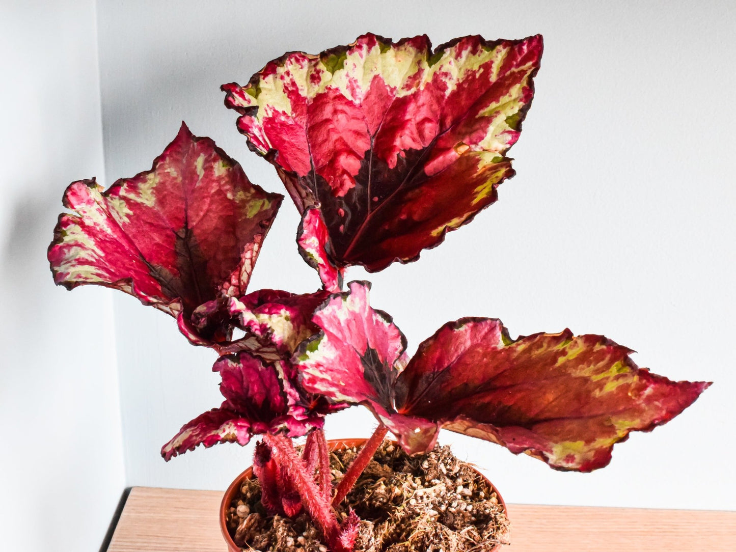 Begonia Kotobuki | The Plant Boys
