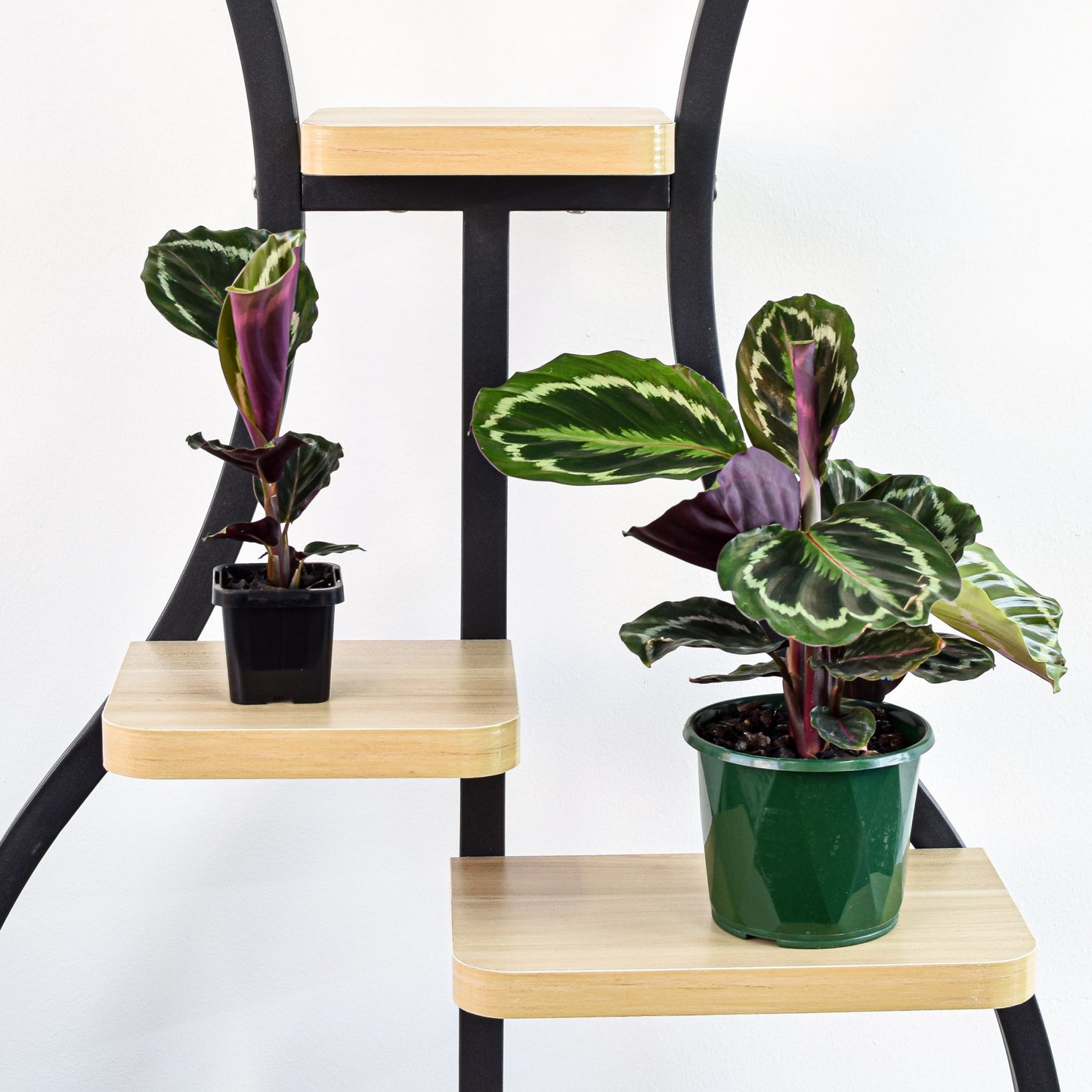 Calathea Medallion | The Plant Boys