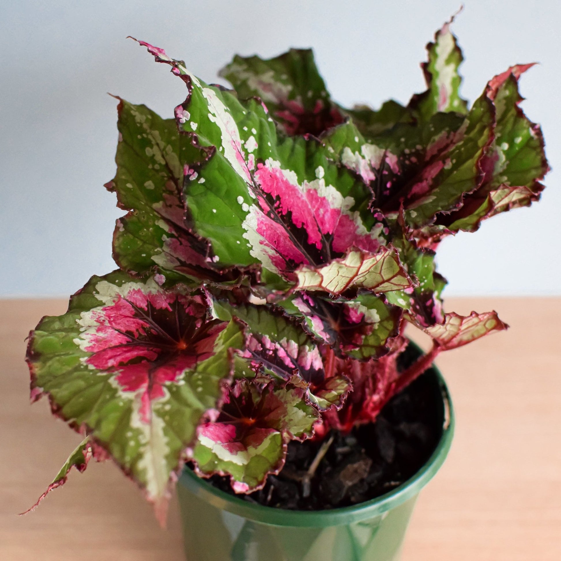 Begonia Alaskan Creek | The Plant Boys