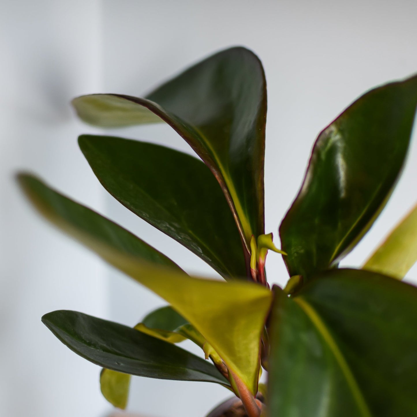 Peperomia Red Margin | The Plant Boys