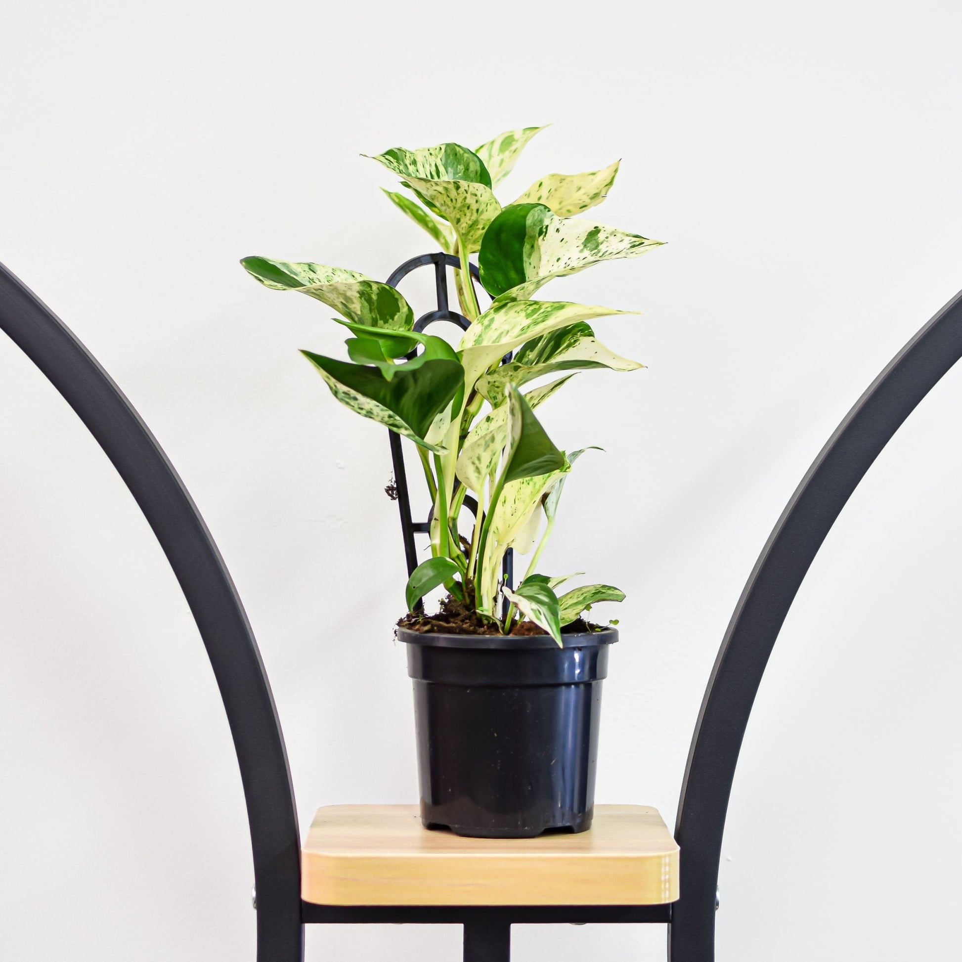 Pothos Marble Queen | The Plant Boys