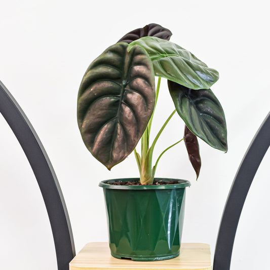 Alocasia Red Secret | The Plant Boys