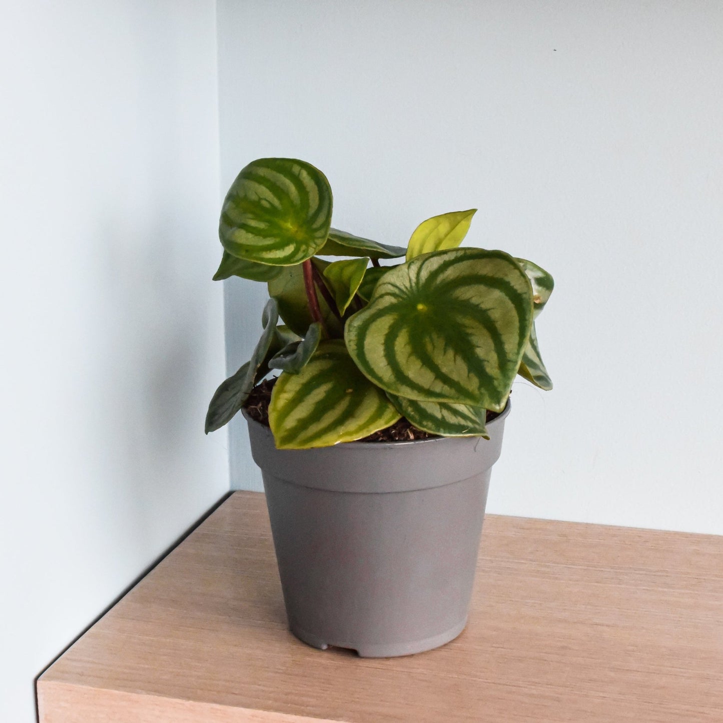 Peperomia Watermelon Melon Peru | The Plant Boys