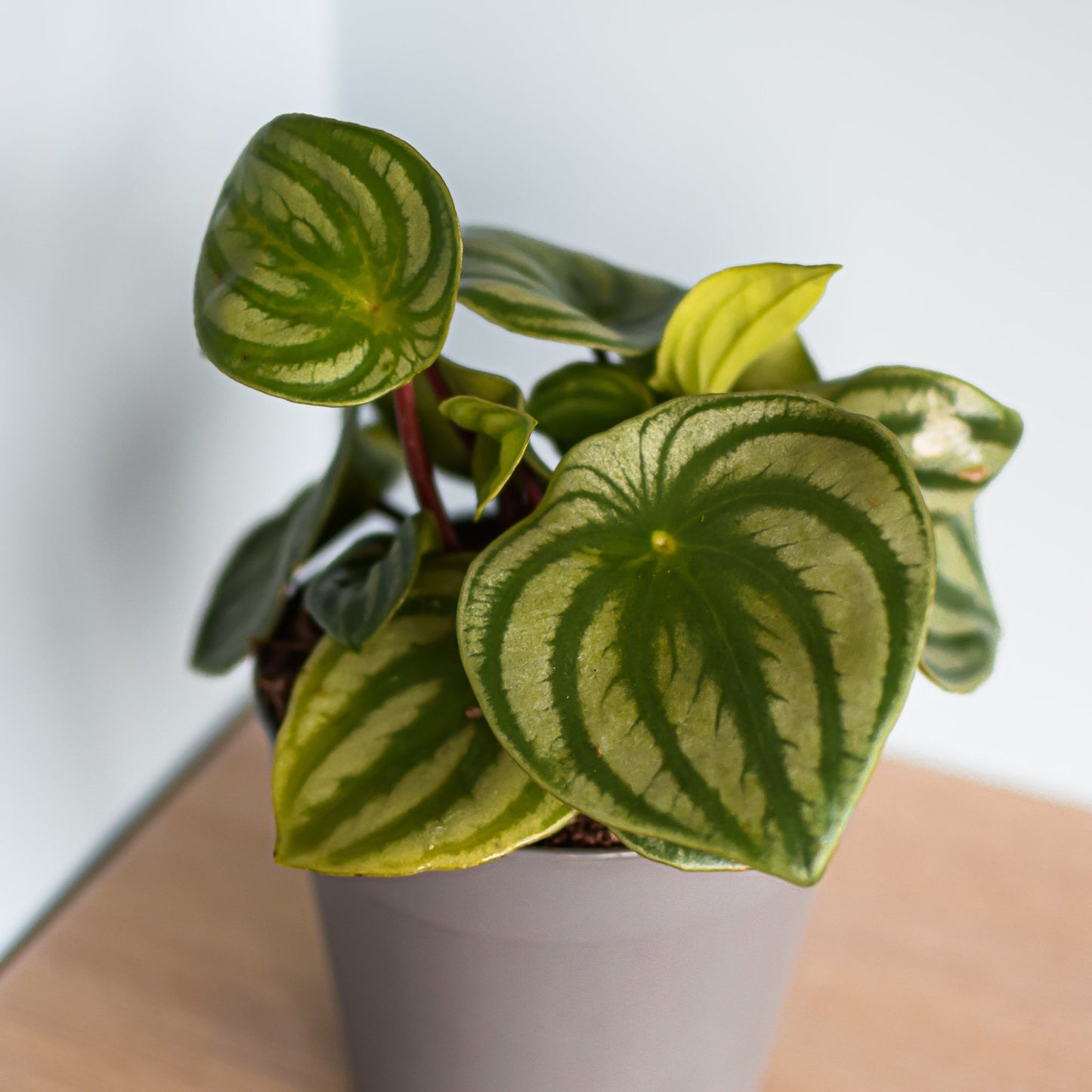 Peperomia Watermelon Melon Peru | The Plant Boys