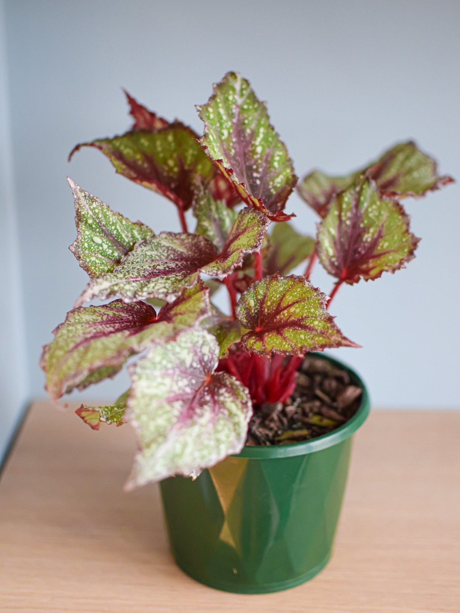 Begonia Speckles | The Plant Boys