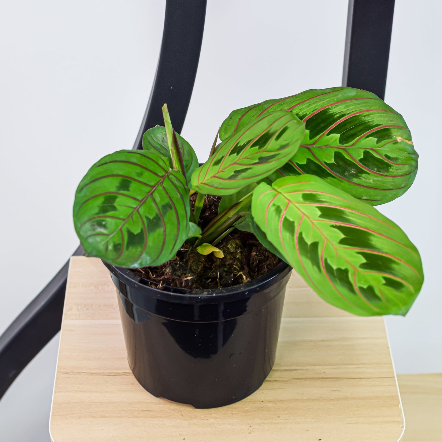 Maranta Red Vein | The Plant Boys