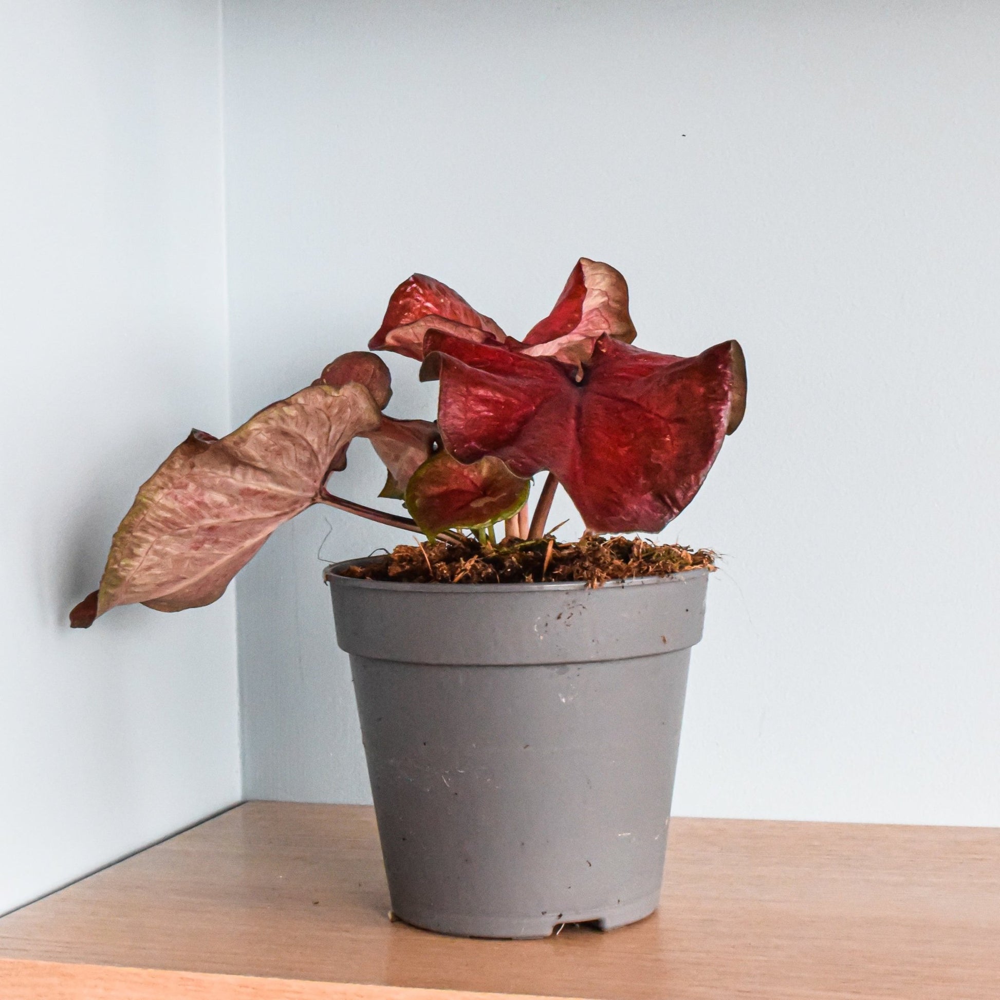 Caladium Red Rain | The Plant Boys