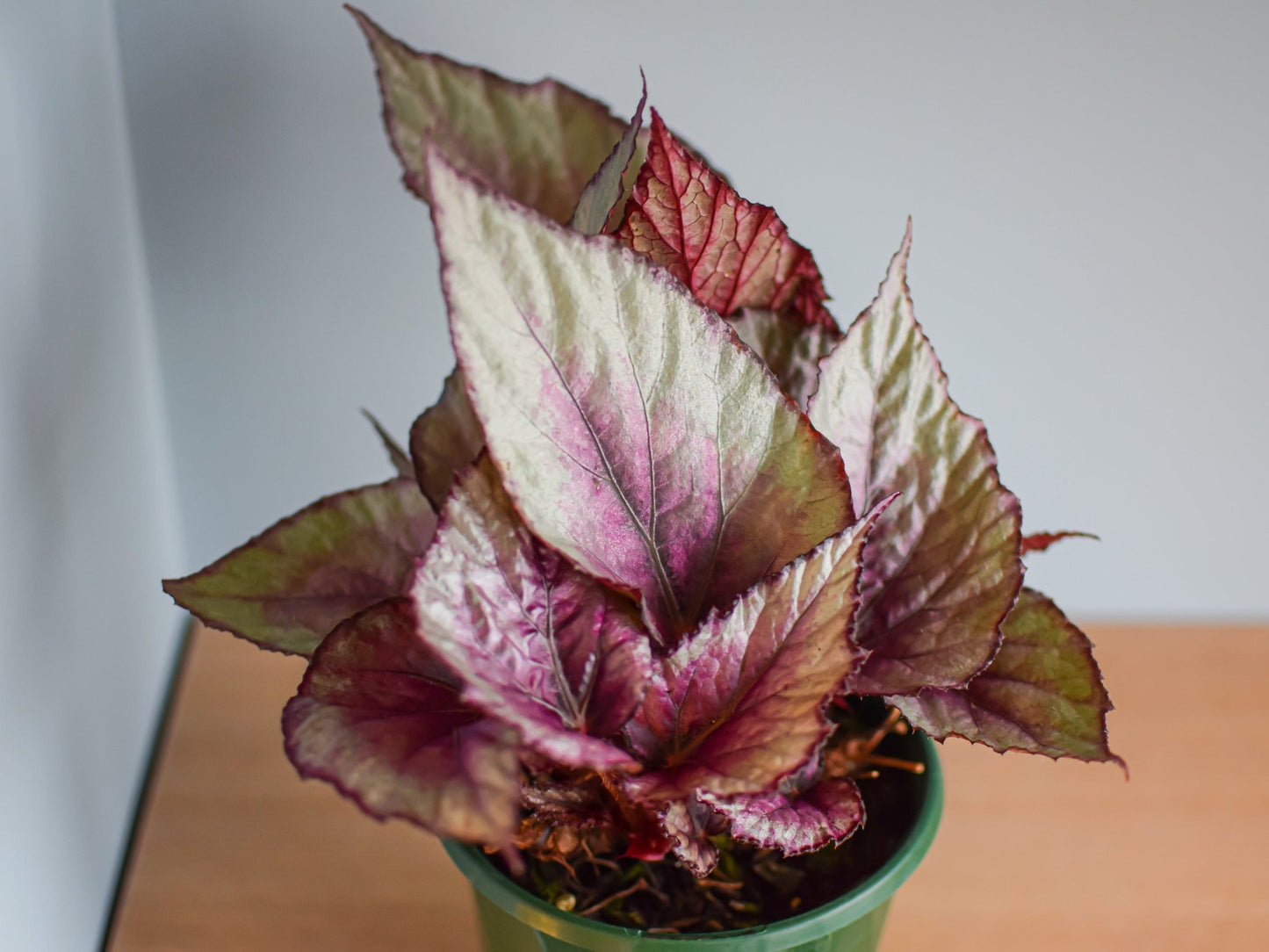 Begonia Maori Haze | The Plant Boys