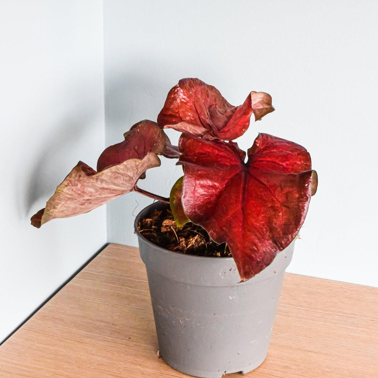 Caladium Red Rain | The Plant Boys