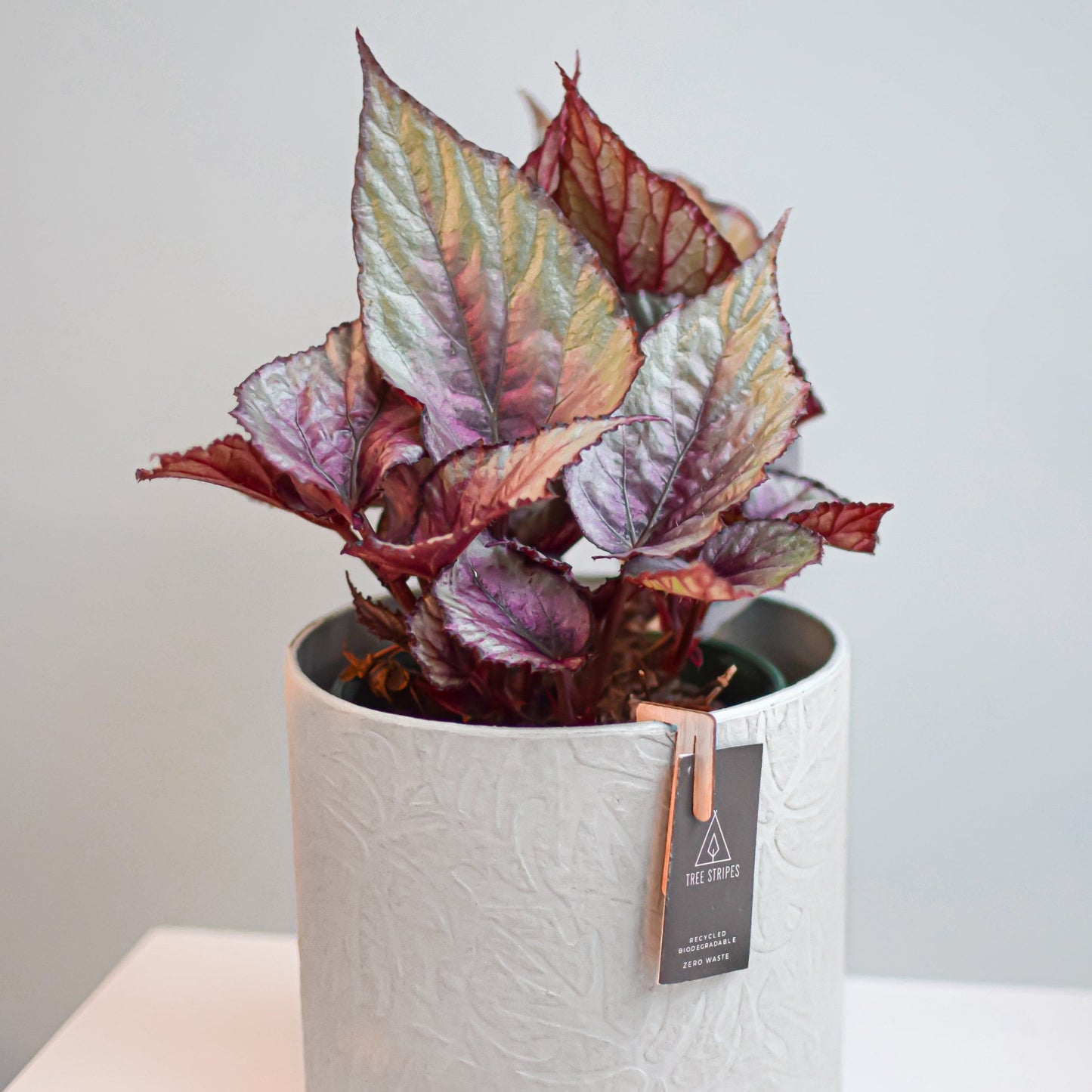 Begonia Maori Haze | The Plant Boys