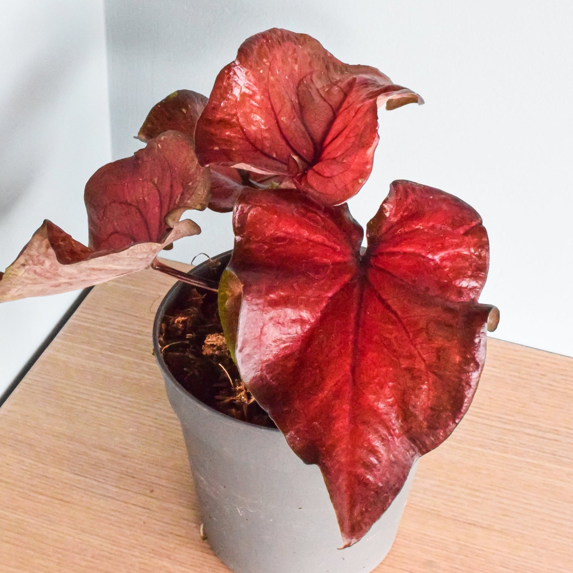 Caladium Red Rain | The Plant Boys