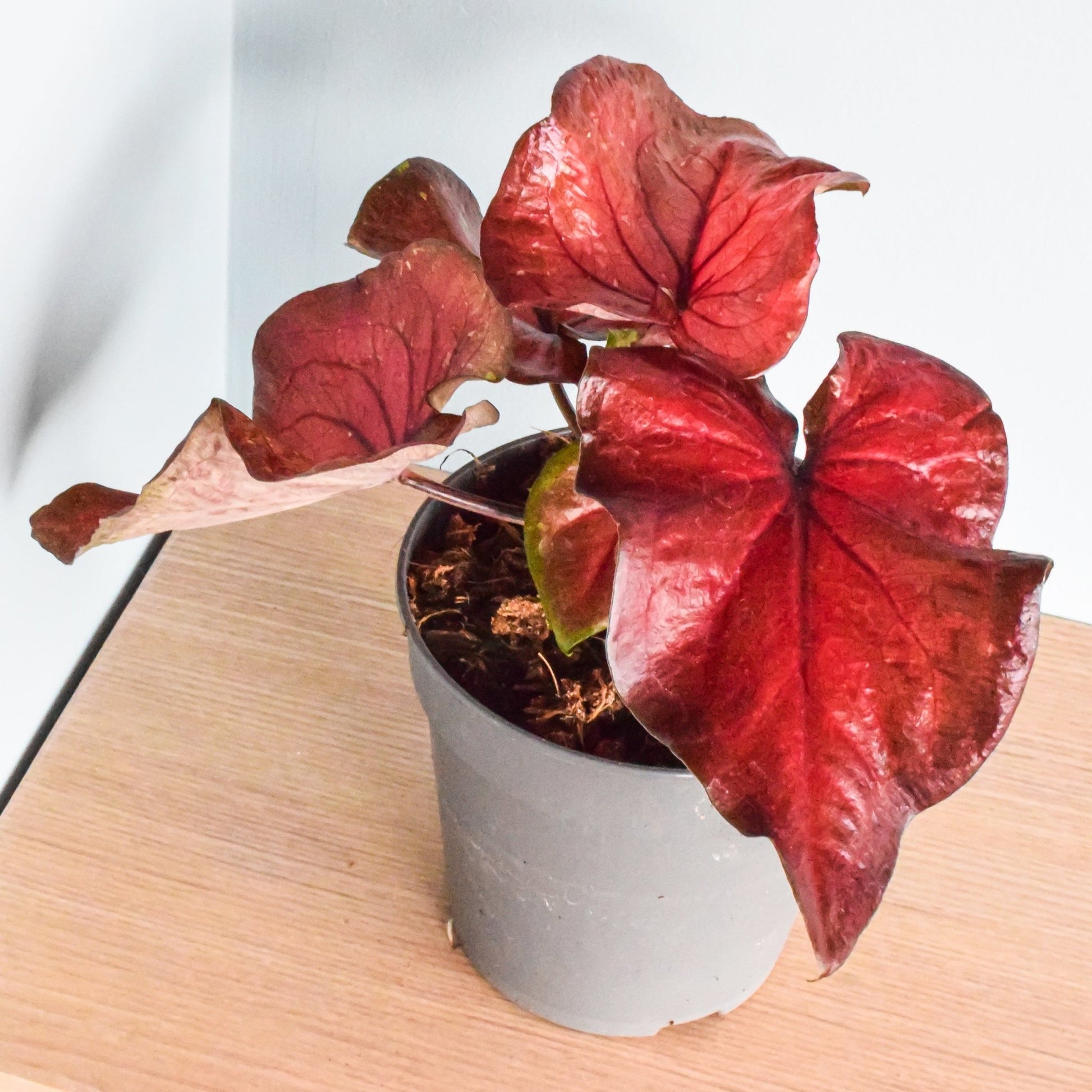 Caladium Red Rain | The Plant Boys