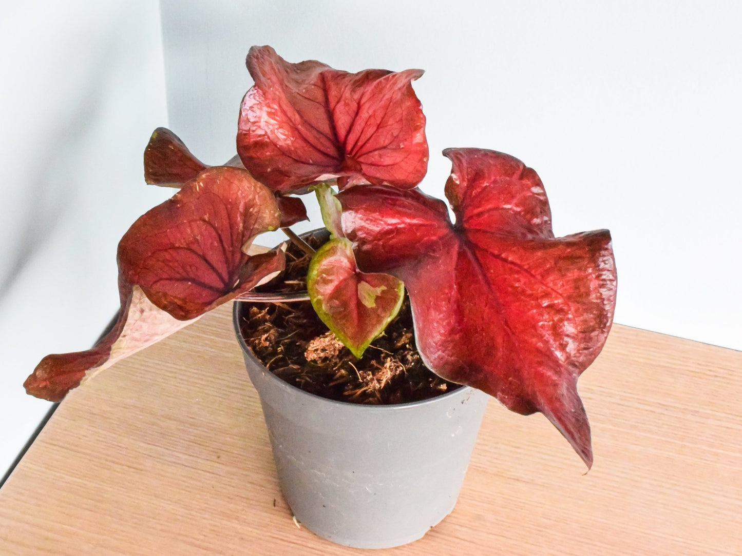 Caladium Red Rain | The Plant Boys