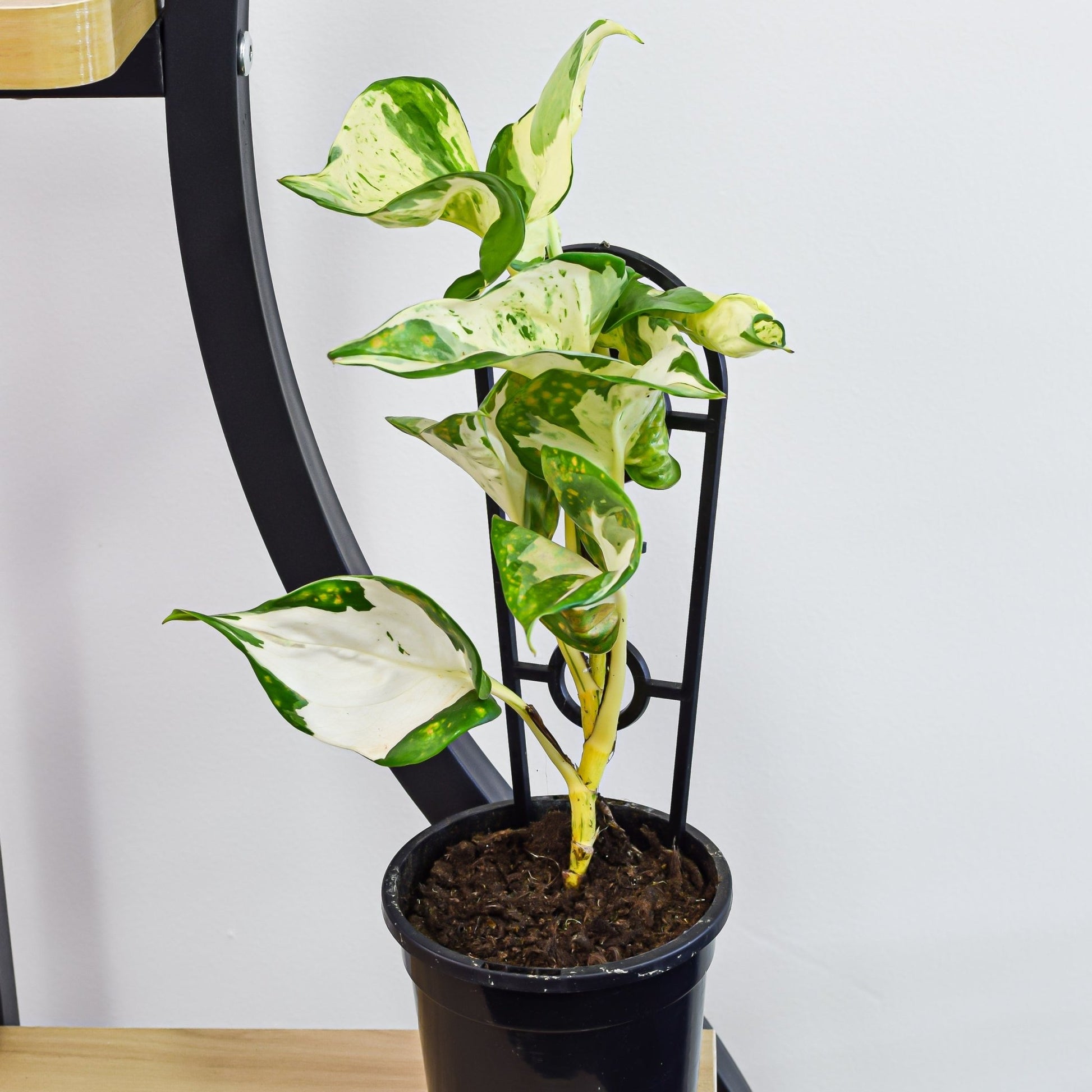 manjula pothos australia Pothos Manjula – The Plant Boys