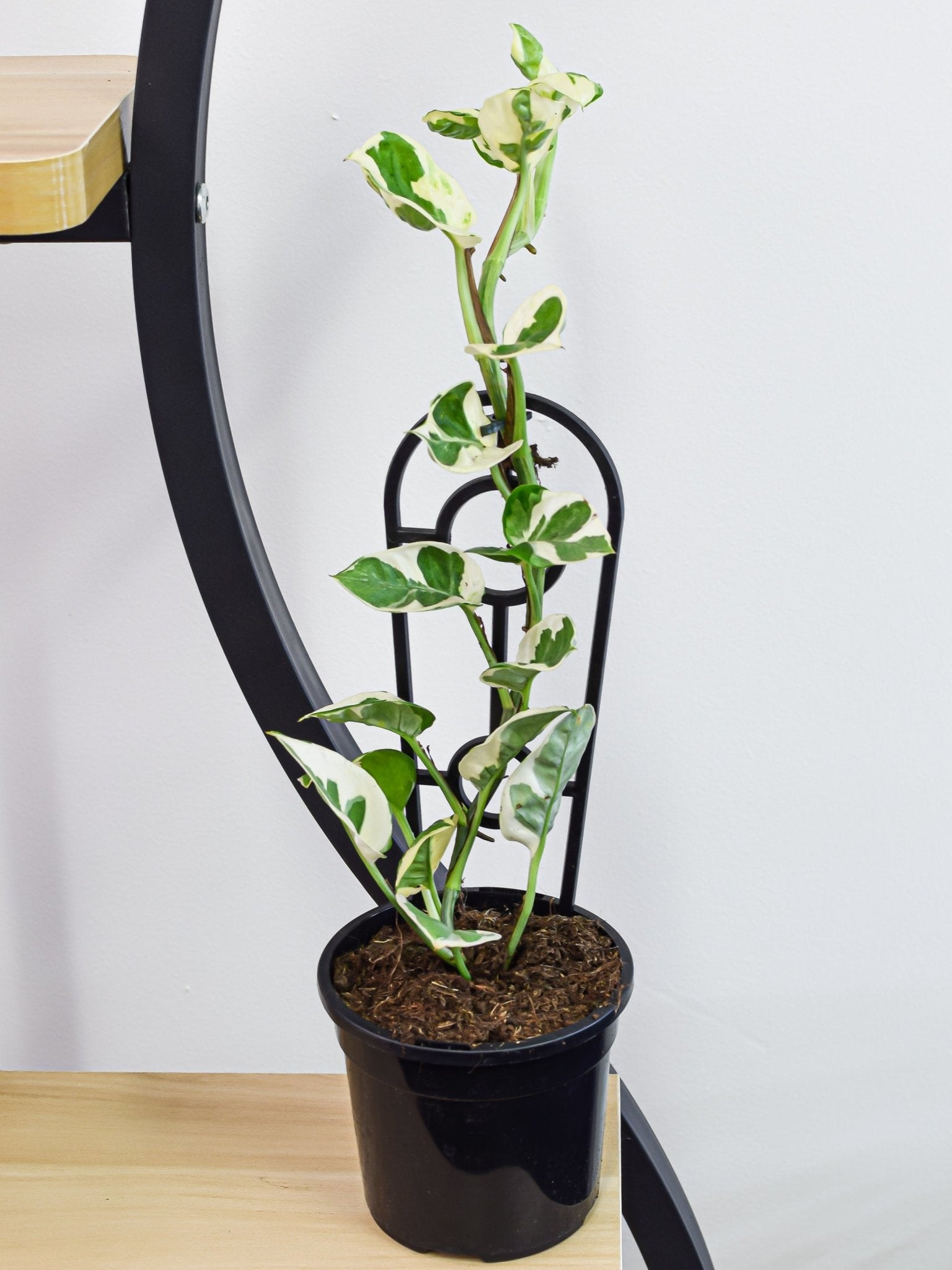 snow queen plant indoor Pothos Snow Queen – The Plant Boys