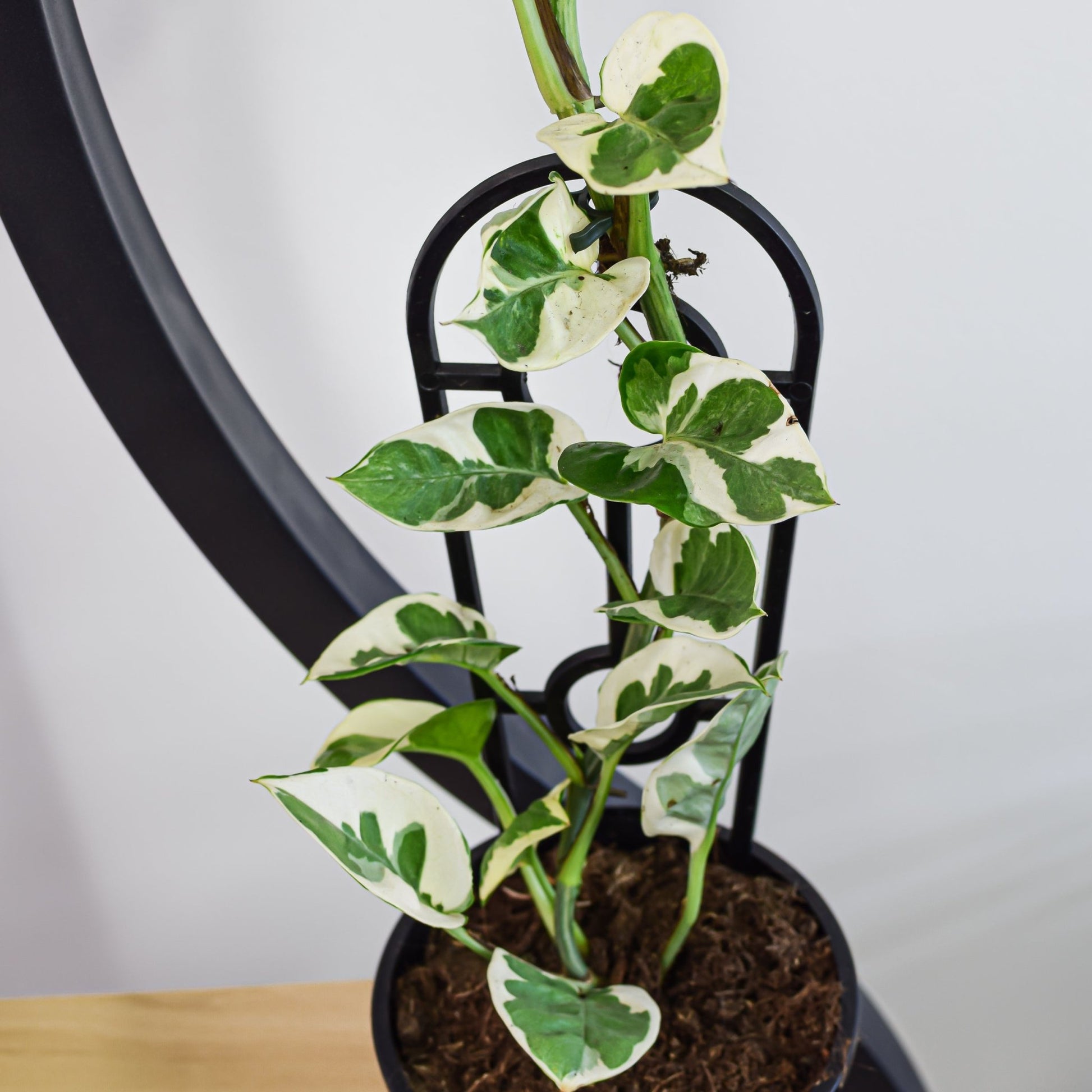 snow queen indoor plant Pothos Snow Queen – The Plant Boys