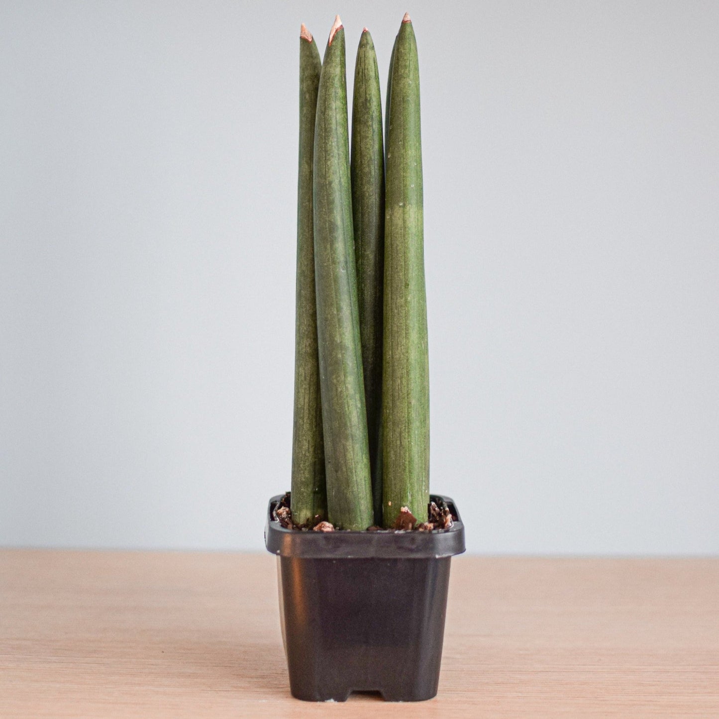 Sansevieria Cylindrica | The Plant Boys