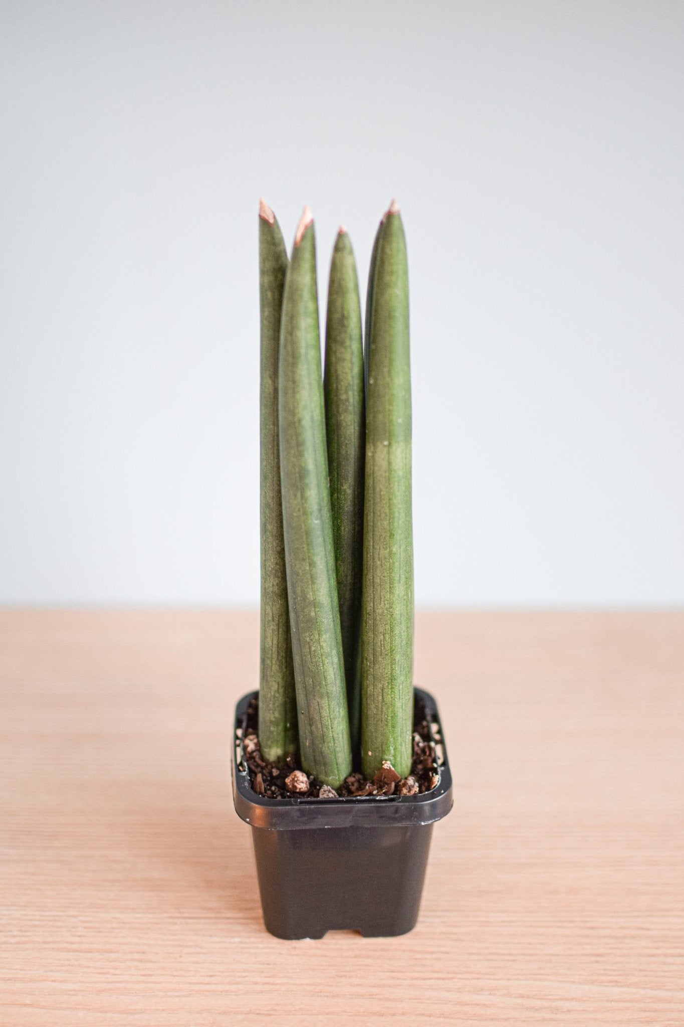 Sansevieria Cylindrica | The Plant Boys