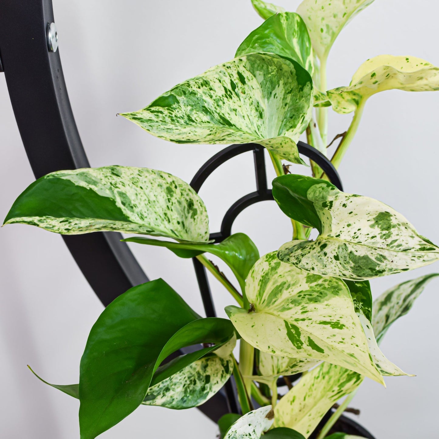 Pothos Marble Queen | The Plant Boys