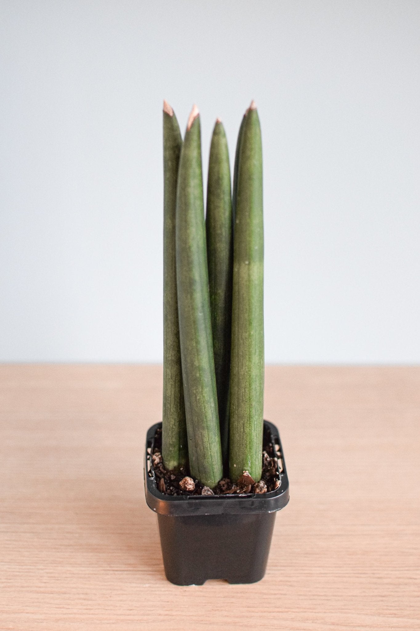 Sansevieria Cylindrica | The Plant Boys