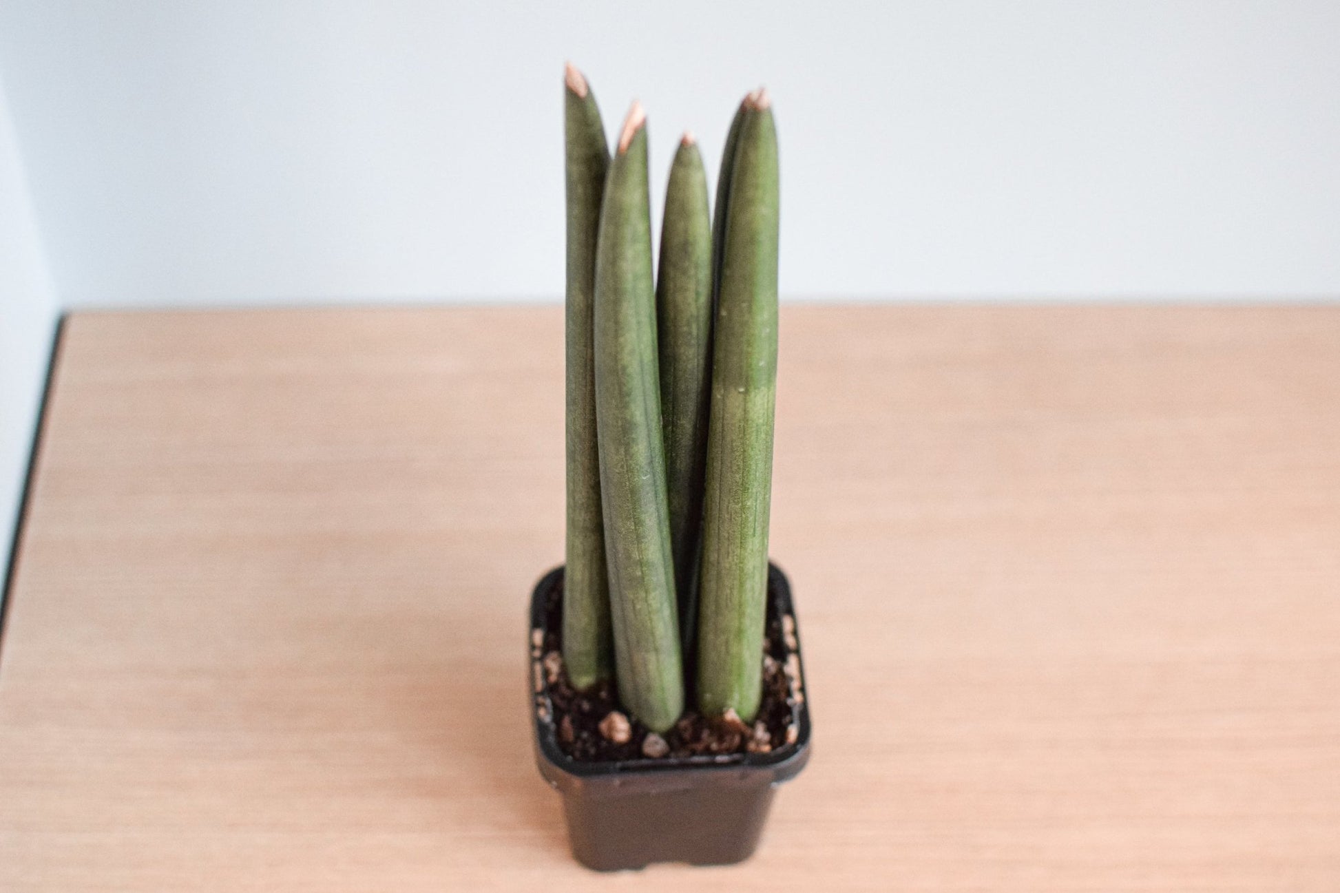 Sansevieria Cylindrica | The Plant Boys