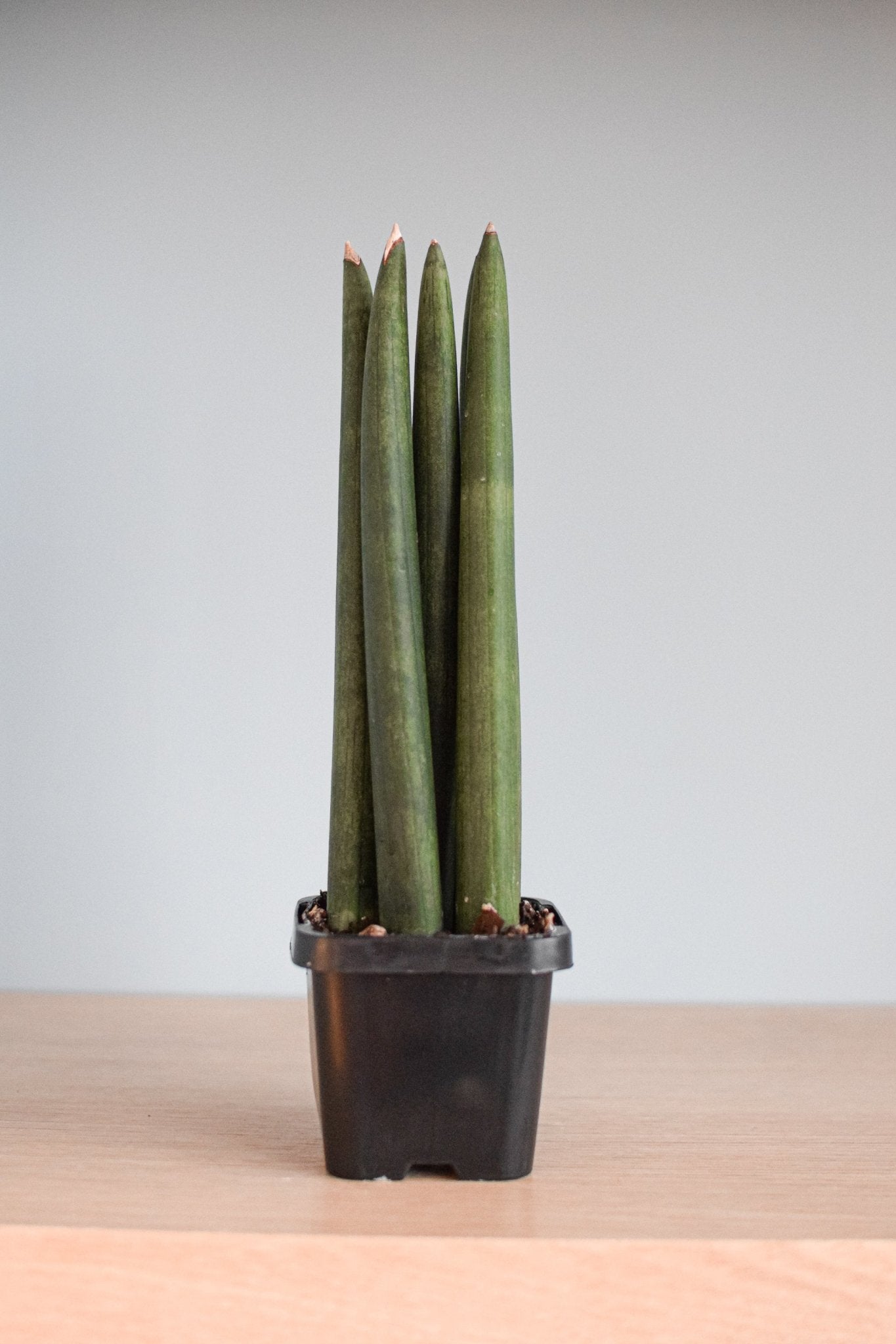 Sansevieria Cylindrica | The Plant Boys