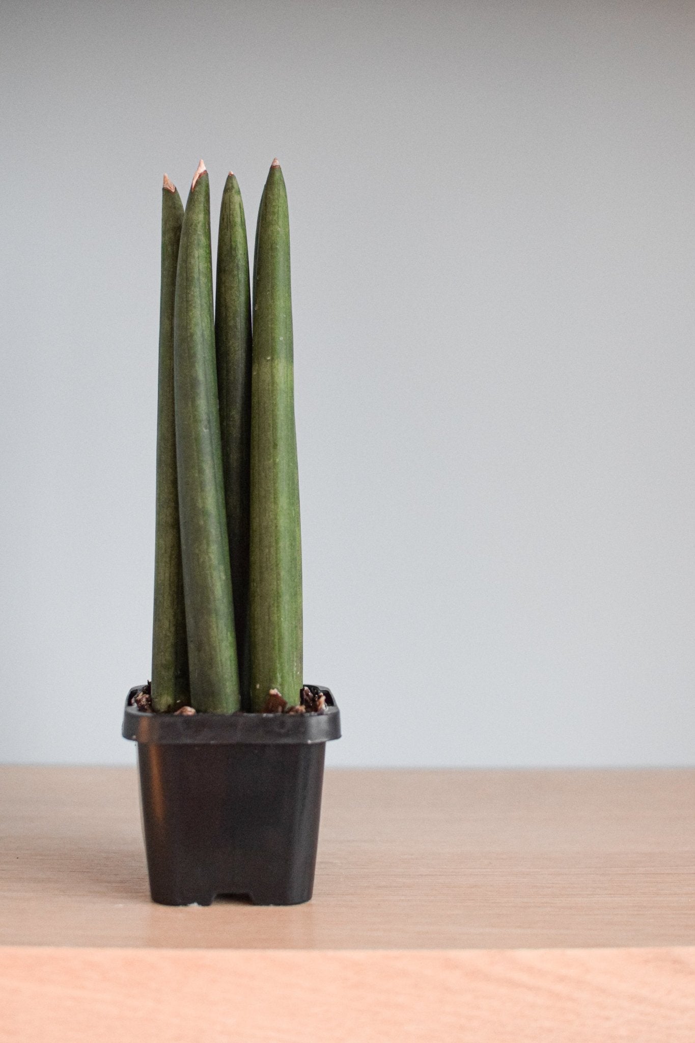 Sansevieria Cylindrica | The Plant Boys