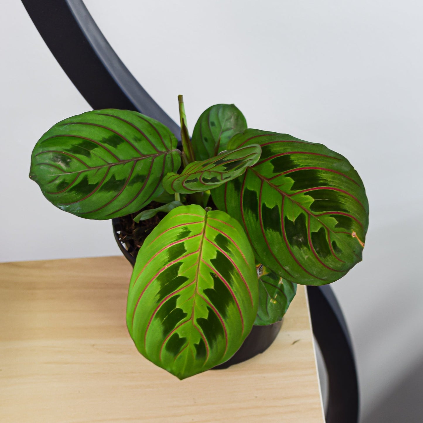 Maranta Red Vein | The Plant Boys