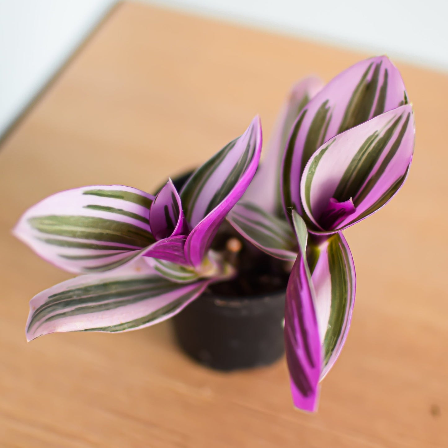 Tradescantia Nanouk | The Plant Boys